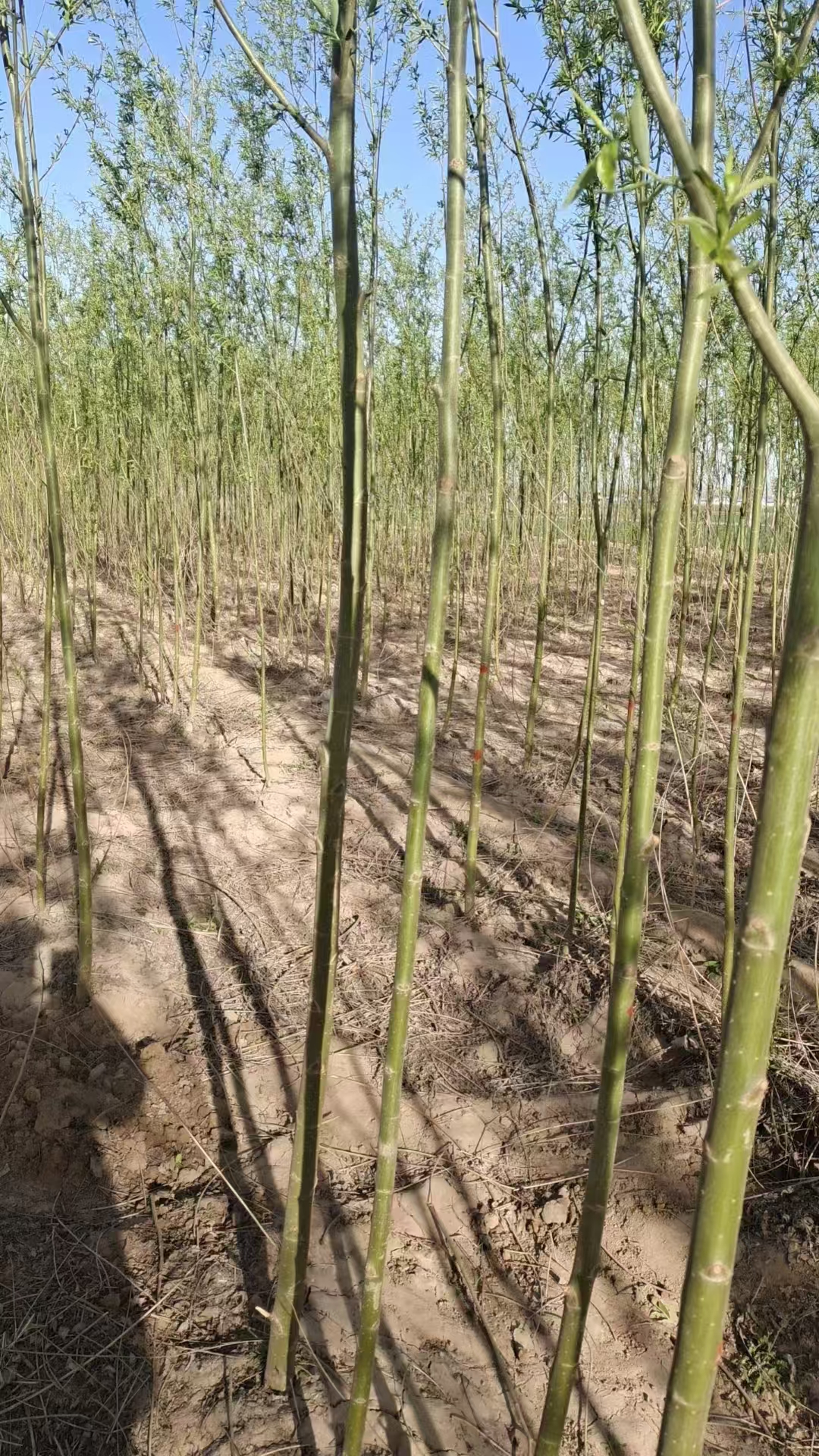 山東聊城莘縣柳樹苗生產(chǎn)基地批發(fā)