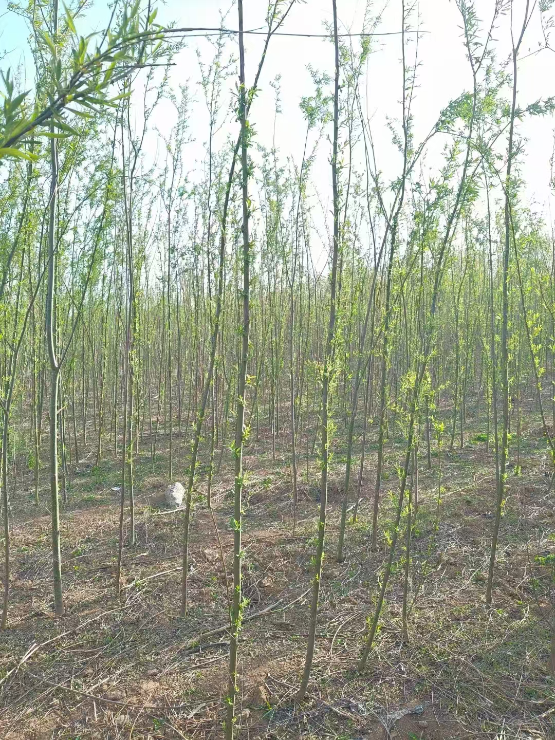 山東東營東營區(qū)旱柳批發(fā)基地出售 旱柳基地
