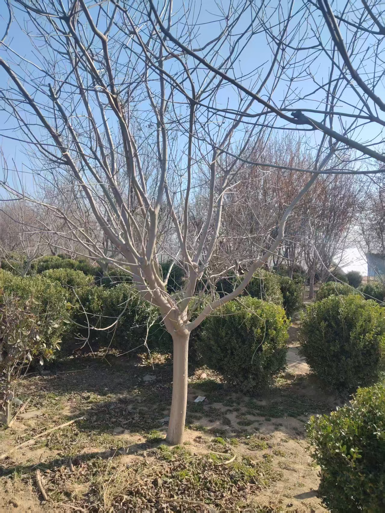 山東廣饒黃櫨生產(chǎn)基地