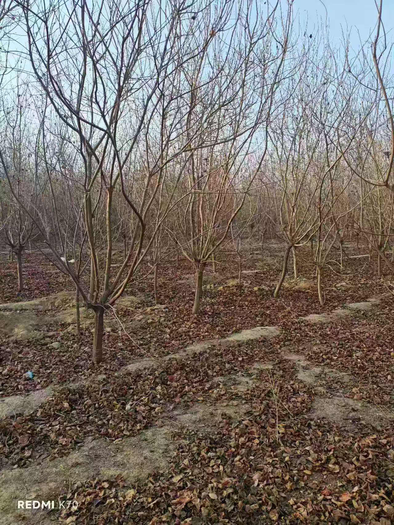 山東濟南濟陽黃櫨樹基地全國配送