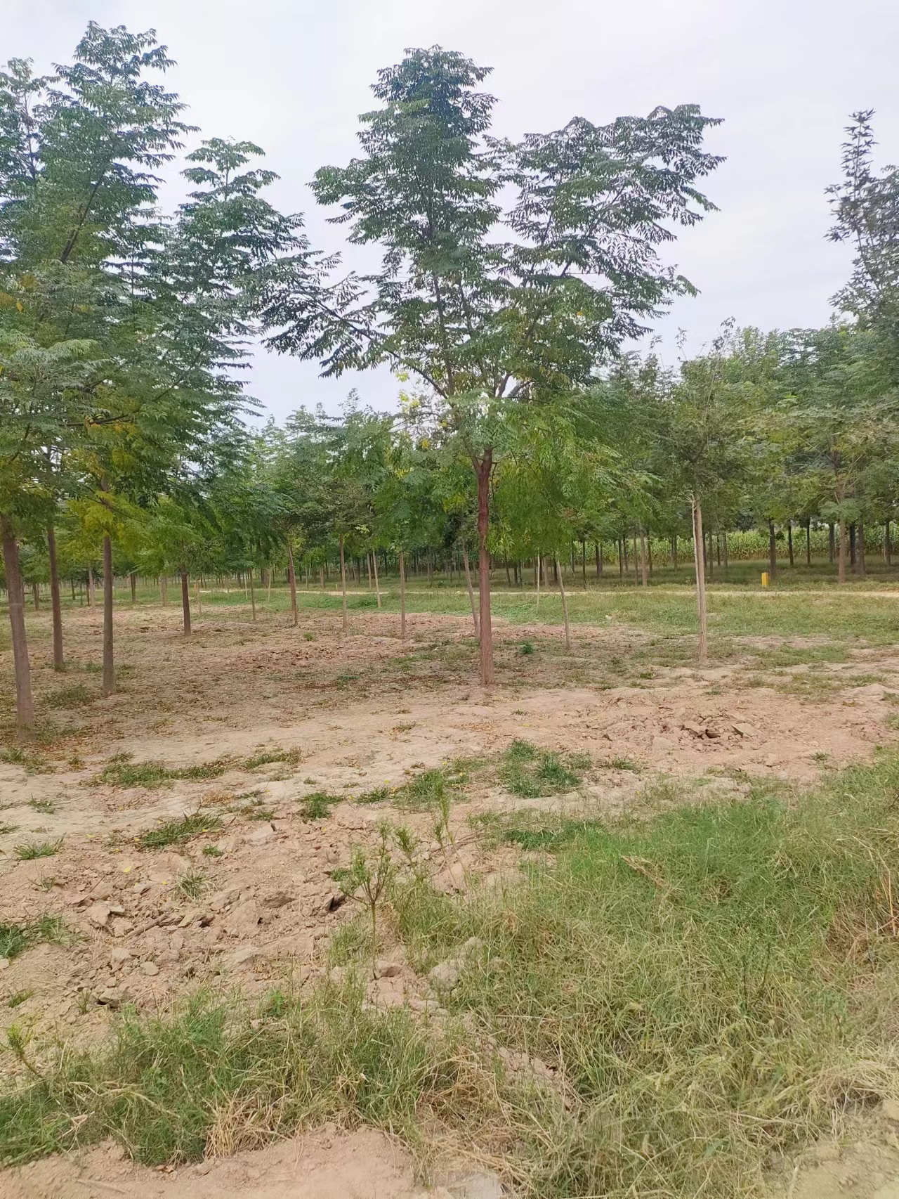 山東海陽苦楝子樹苗圃基地全國配送