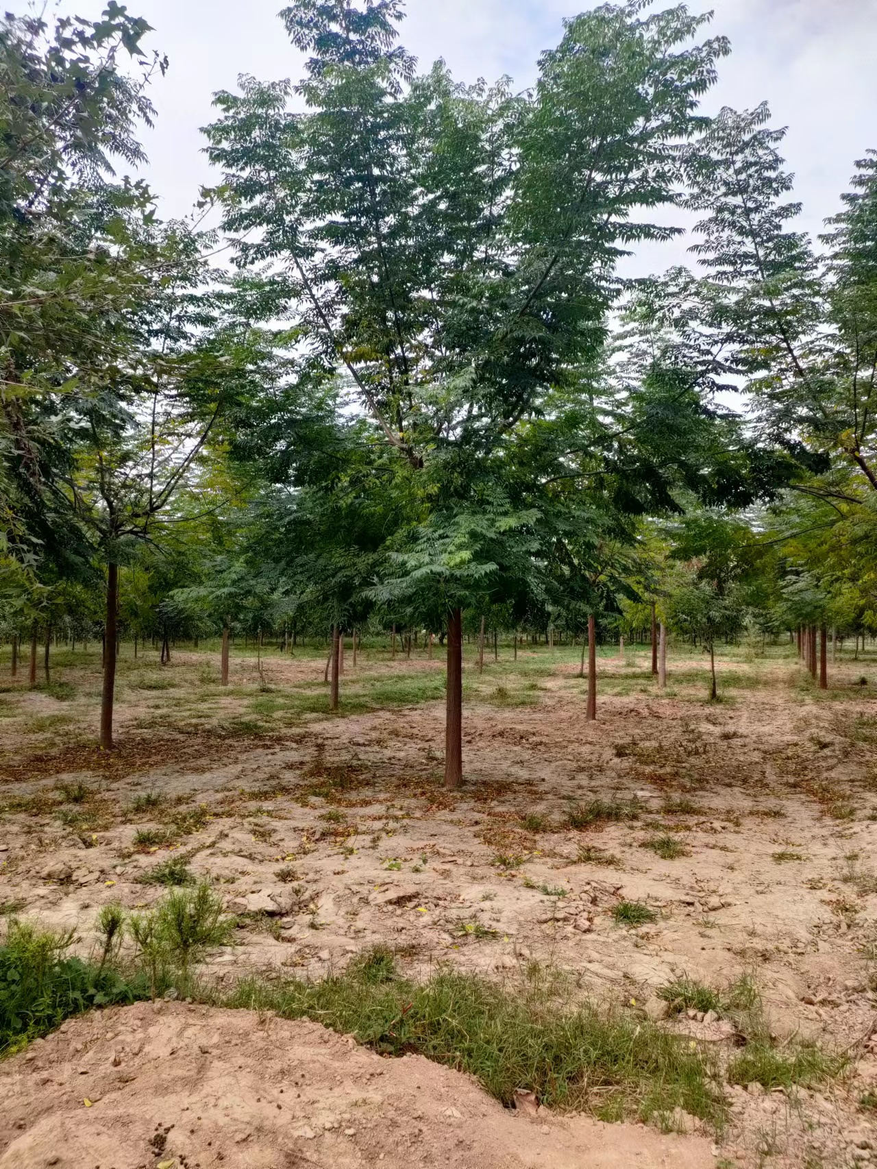 山東東營利津苦楝子樹培育基地全國配送