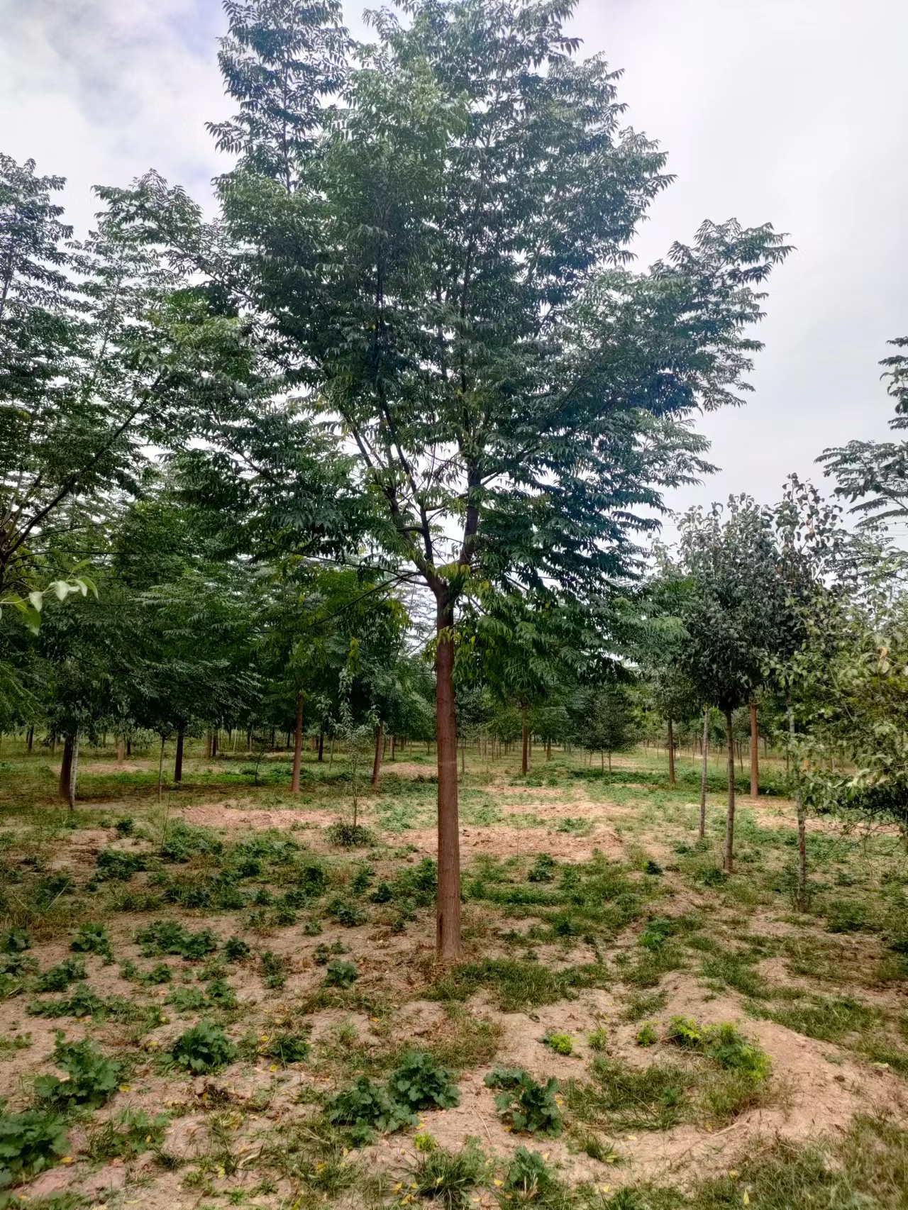 山東濱州鄒平苦楝子樹生產(chǎn)基地