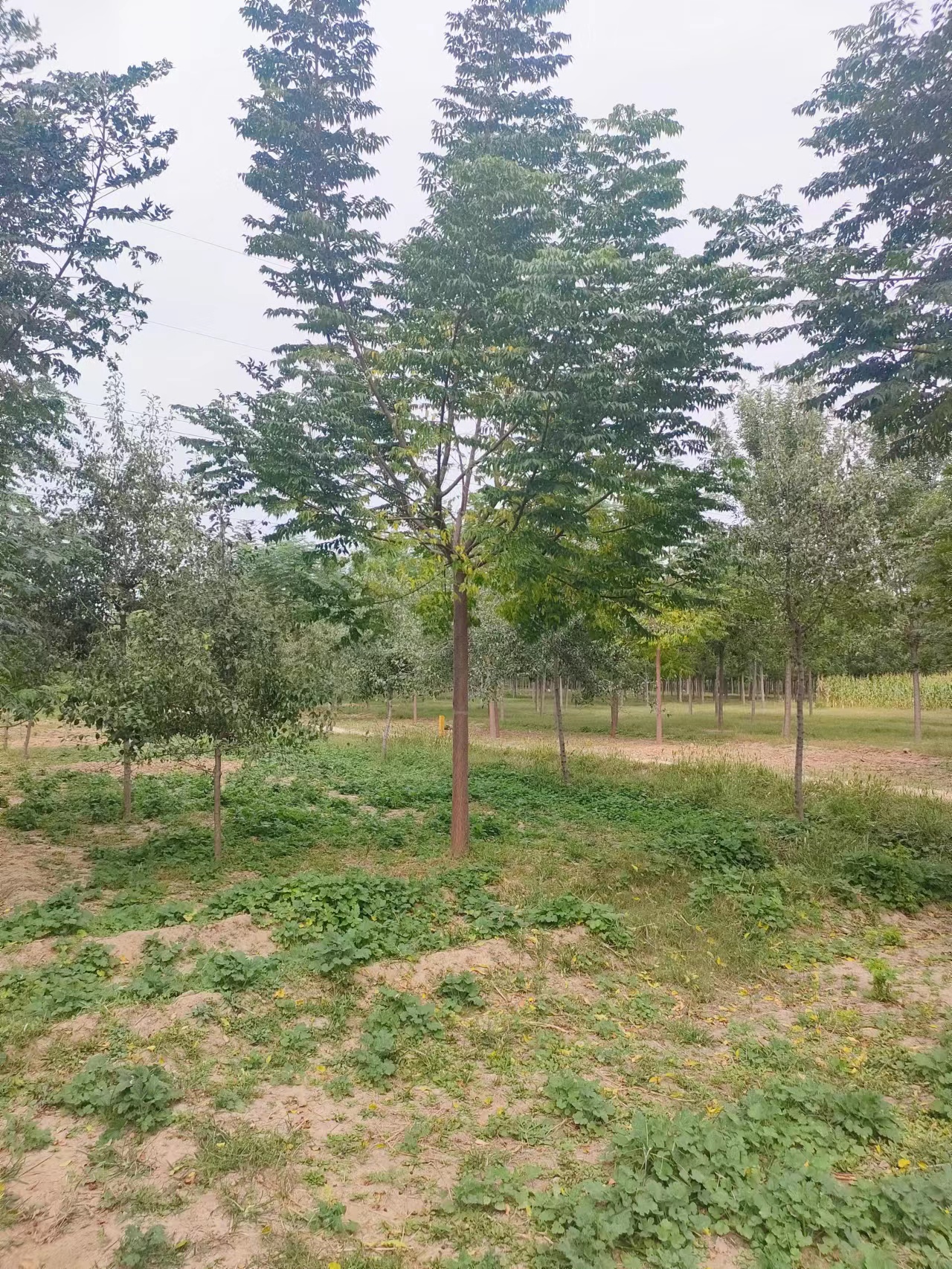山東德州武城苦楝樹(shù)種植基地苦楝樹(shù)苗基地