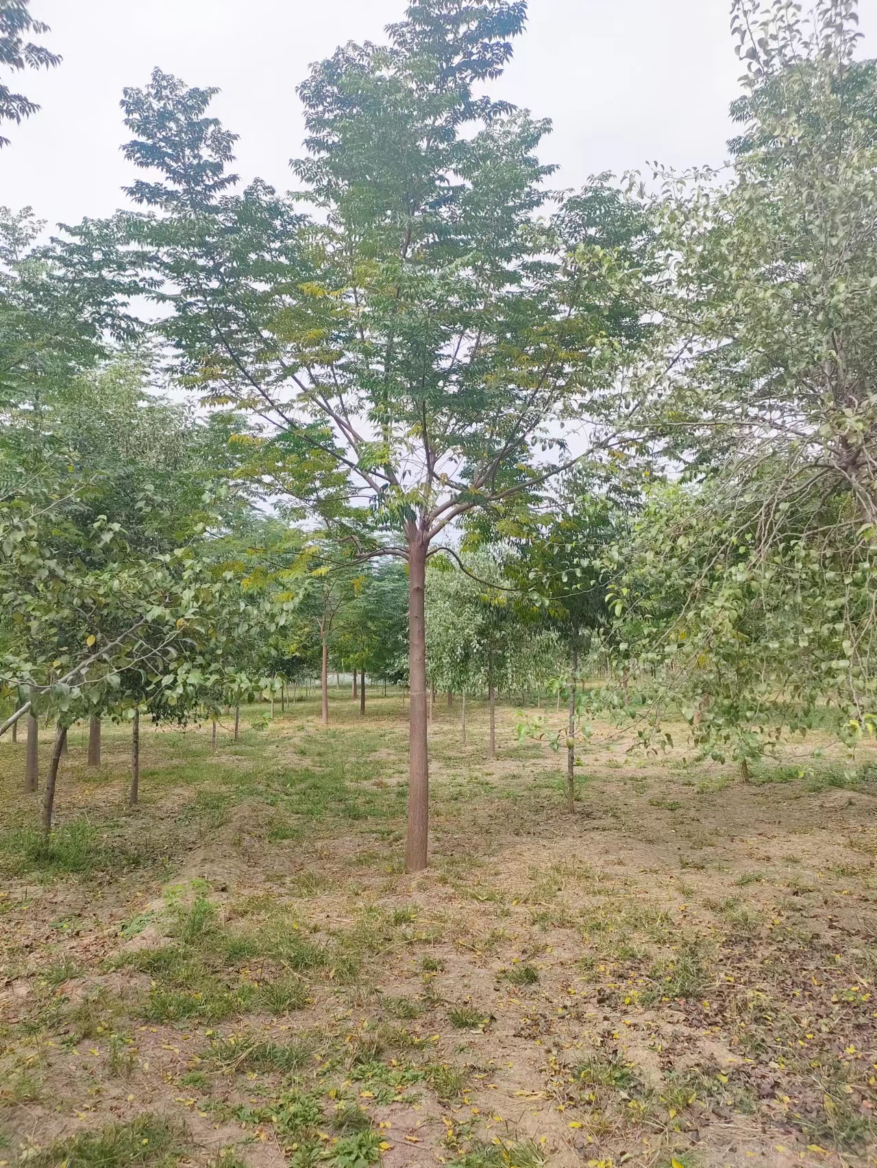 山東海陽苦楝子樹苗圃基地全國配送