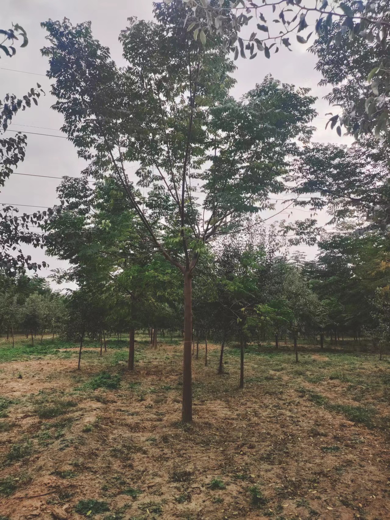 山東寧津苦楝樹種植基地苦楝樹苗基地