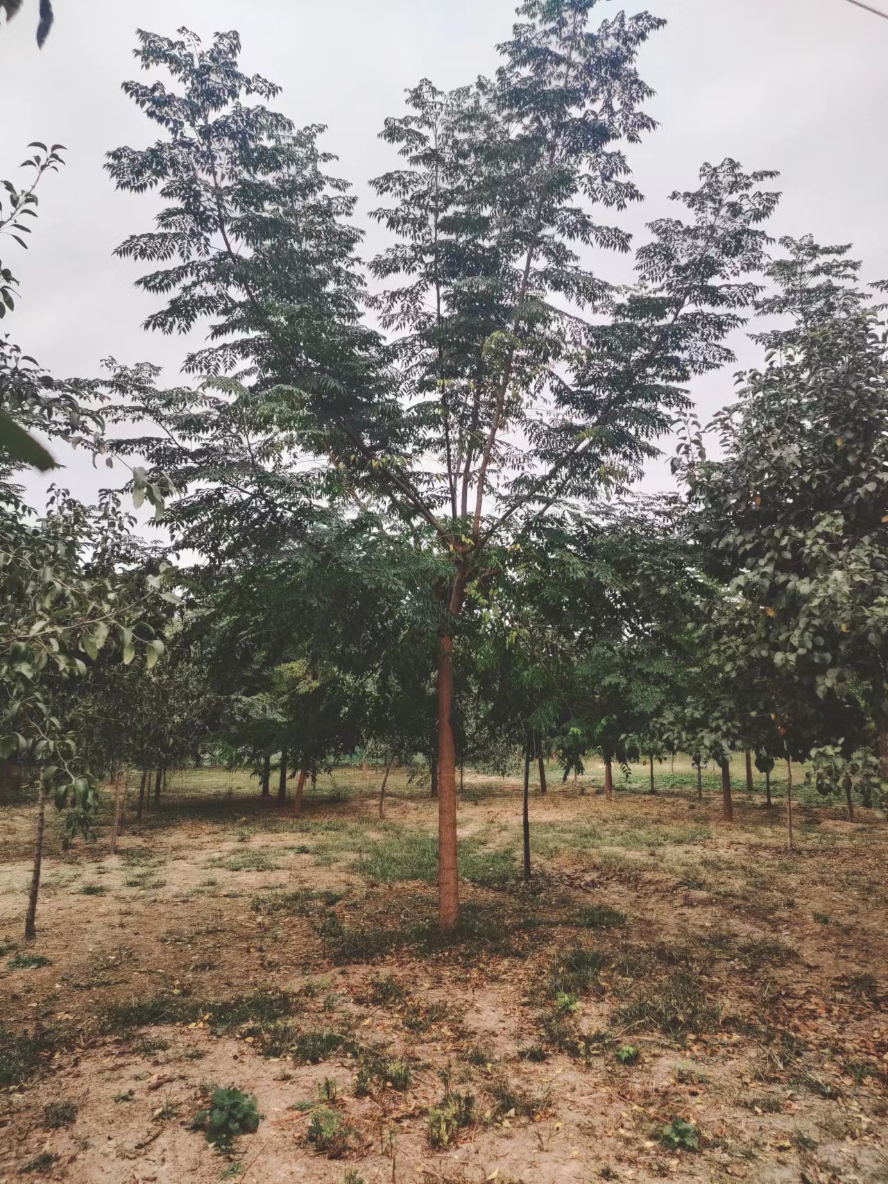 山東寧津苦楝樹種植基地苦楝樹苗基地