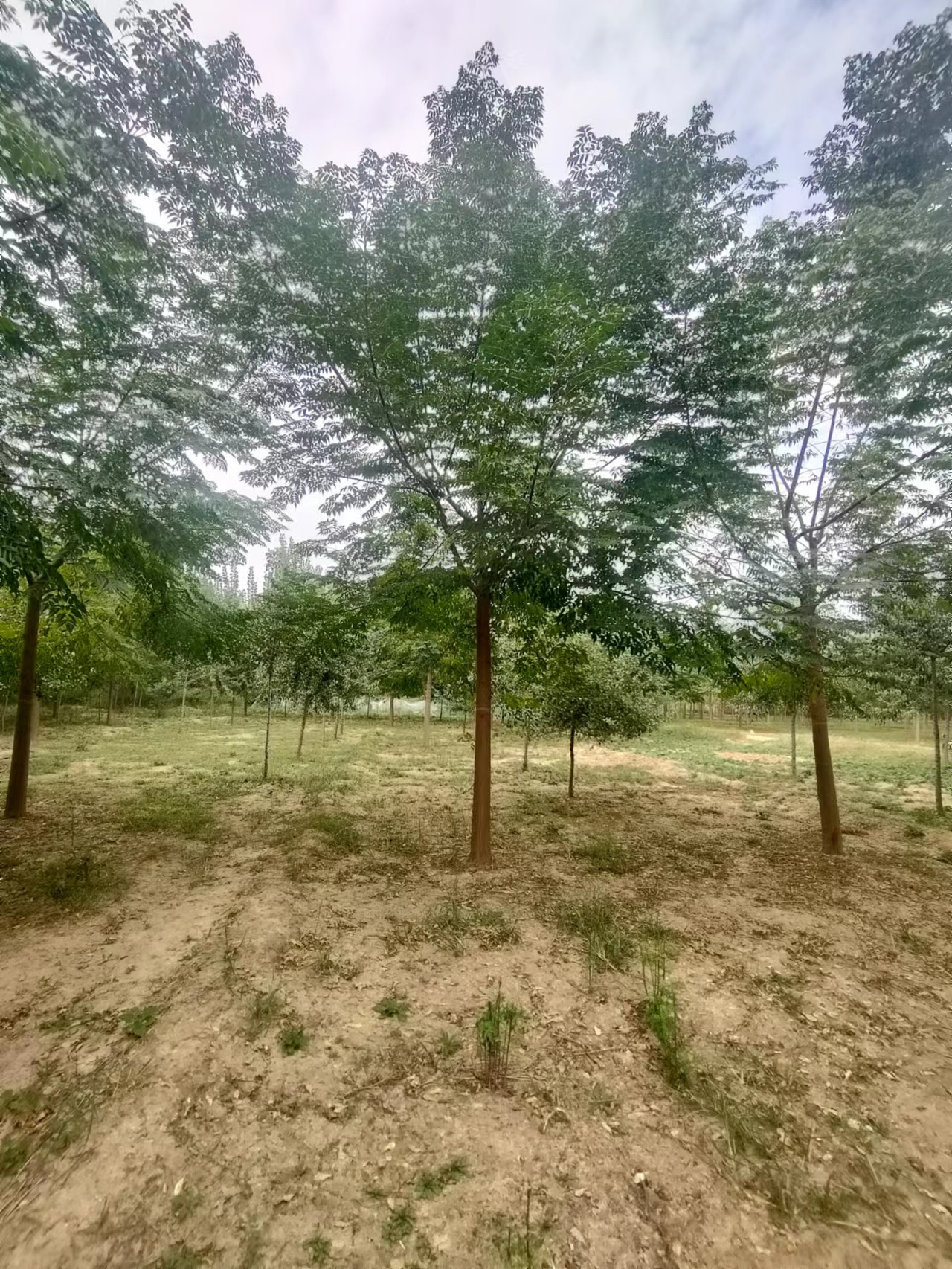 山東德州夏津苦楝培育基地全國配送