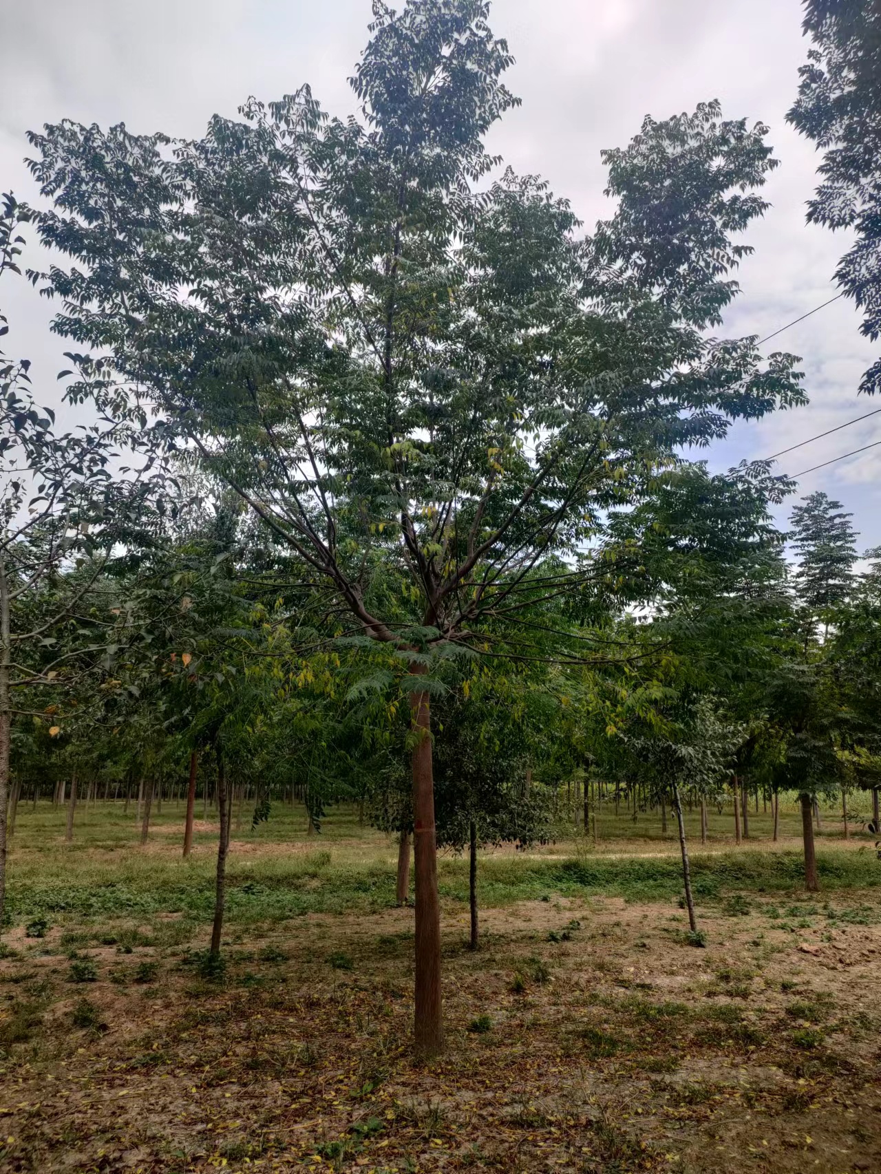 山東沂水苦楝子樹培育基地供應(yīng)