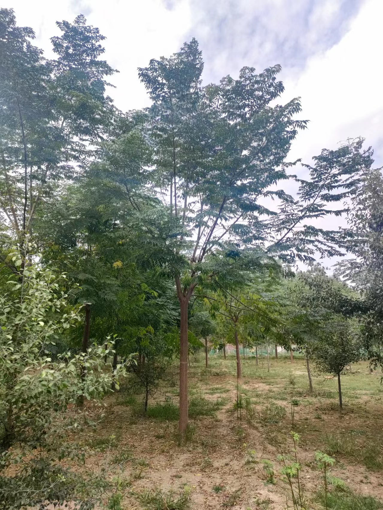 山東菏澤苦楝子樹基地全國配送