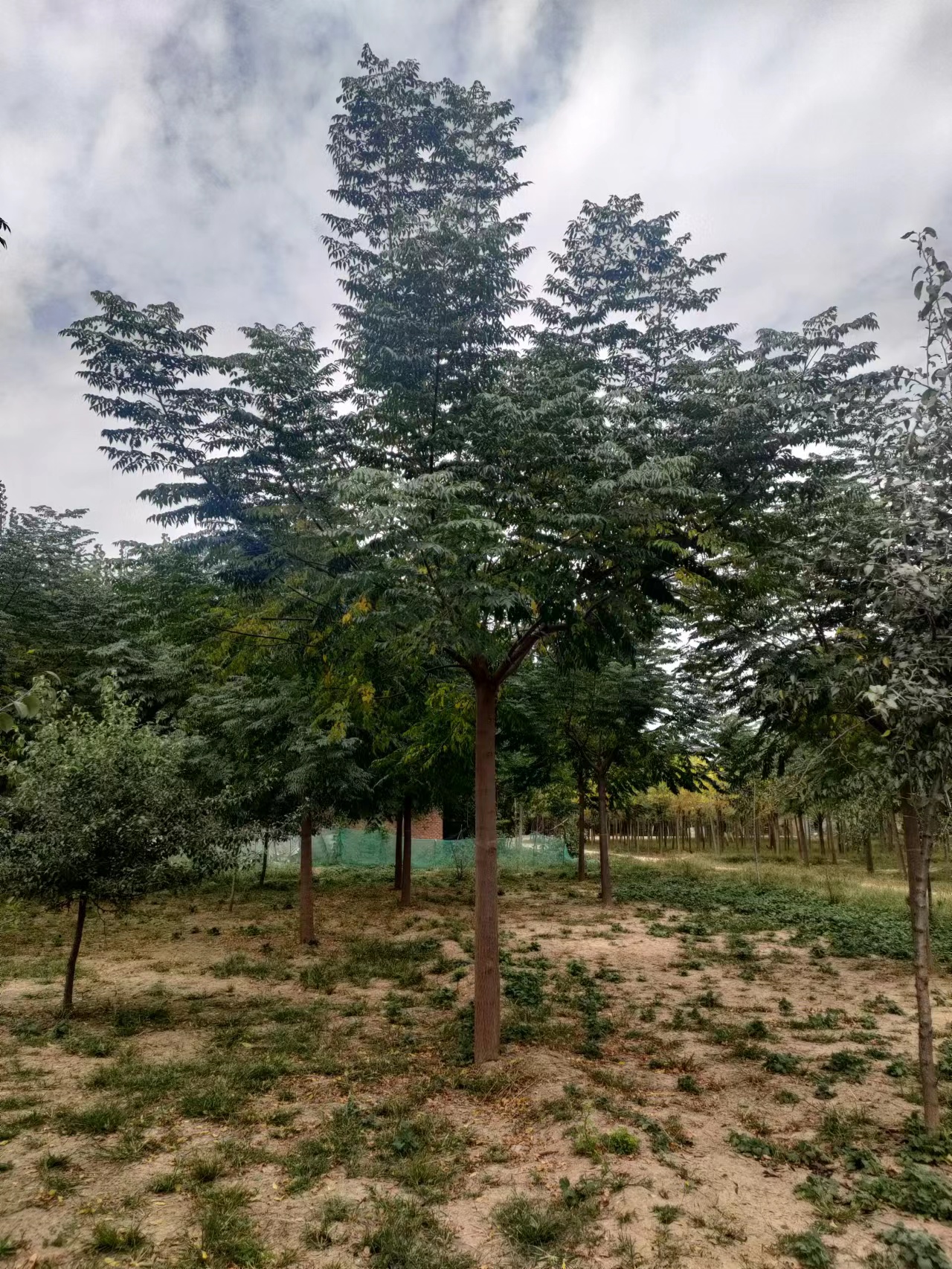 山東青島四方區(qū)苦楝子樹苗圃基地供應(yīng)