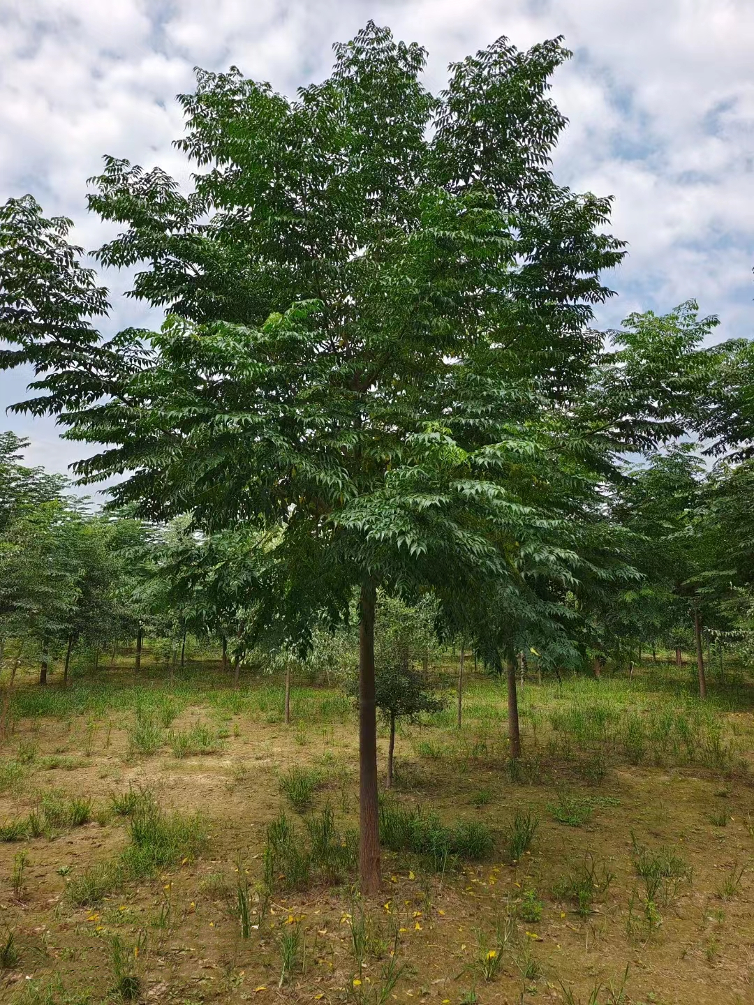 山東菏澤成武苦楝樹種植基地苦楝樹苗圃基地