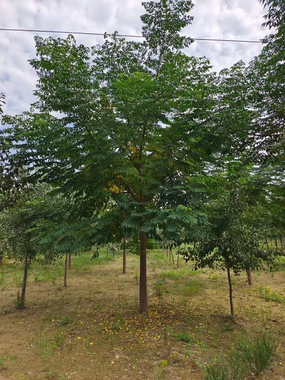 山東德州武城苦楝樹(shù)種植基地苦楝樹(shù)苗基地