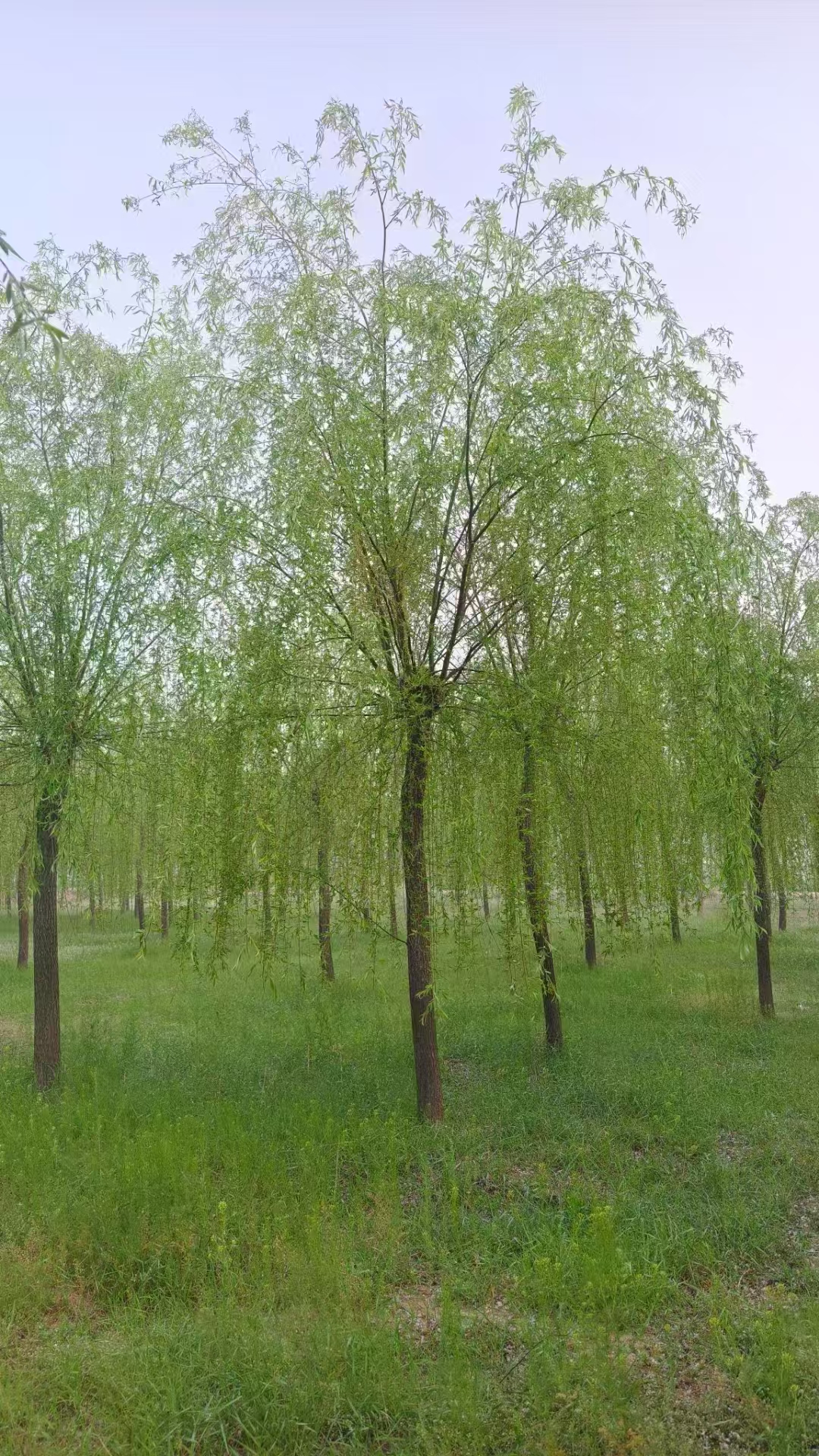 山東梁山垂柳苗圃基地 