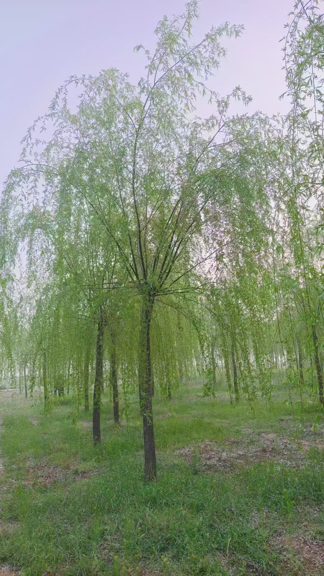 山東芝罘區垂柳苗圃基地 
