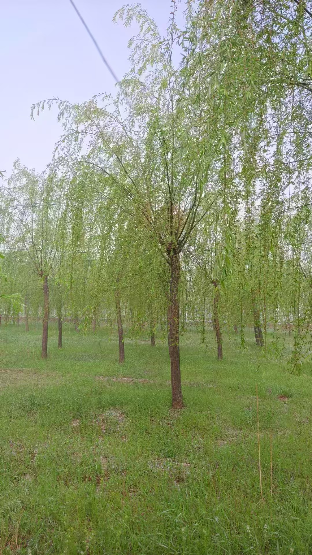 山東青島黃島區(qū)垂柳苗圃基地  柳樹苗基地