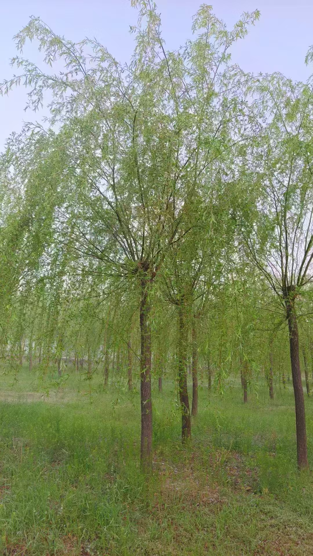 山東棗莊青垂柳基地  山東哪里有垂柳基地