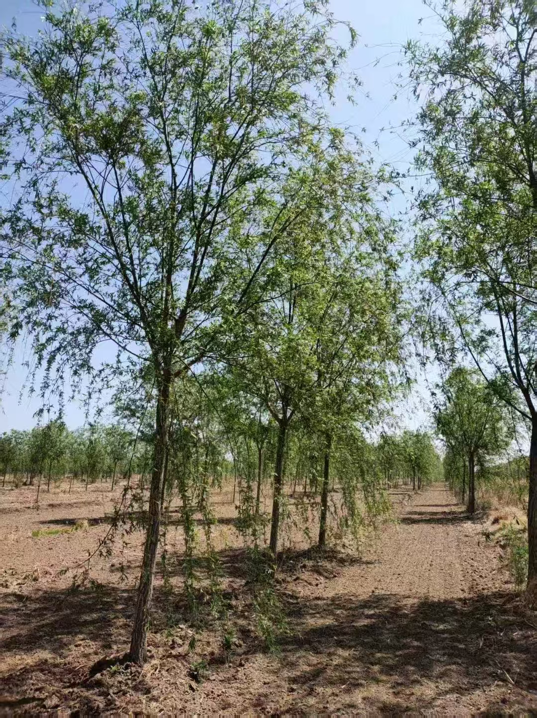 山東臨沂沂水垂柳苗圃基地  柳樹苗基地
