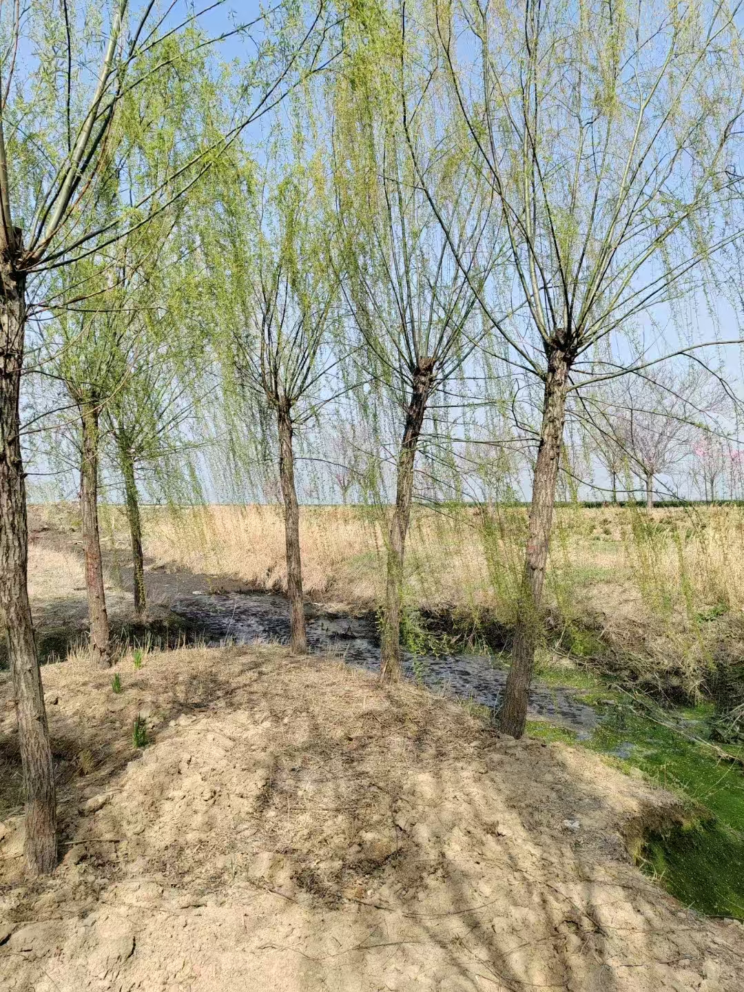 山東梁山垂柳苗圃基地 