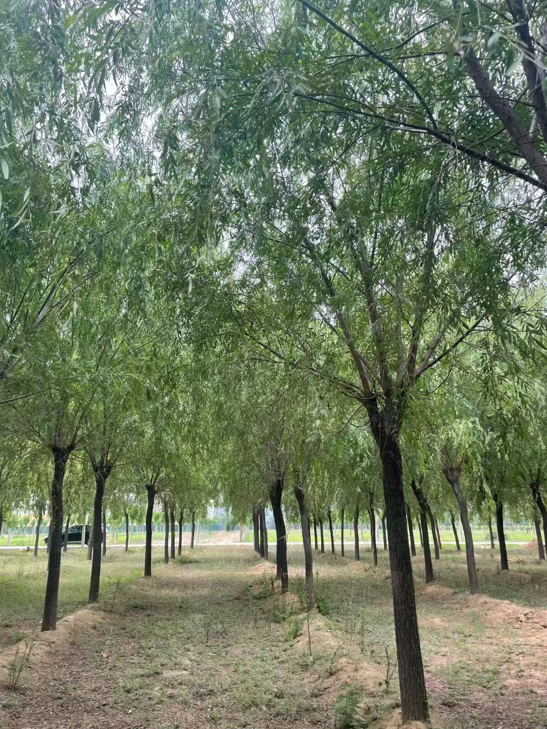 山東即墨垂柳苗圃基地  柳樹苗基地