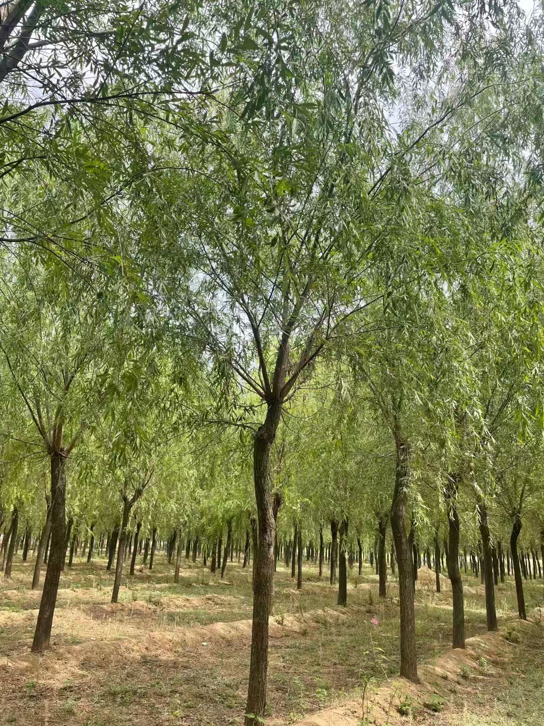 山東棗莊嶧城區垂柳苗圃基地 