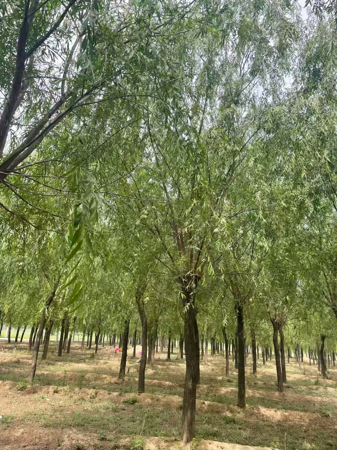 山東菏澤單縣垂柳苗木基地 