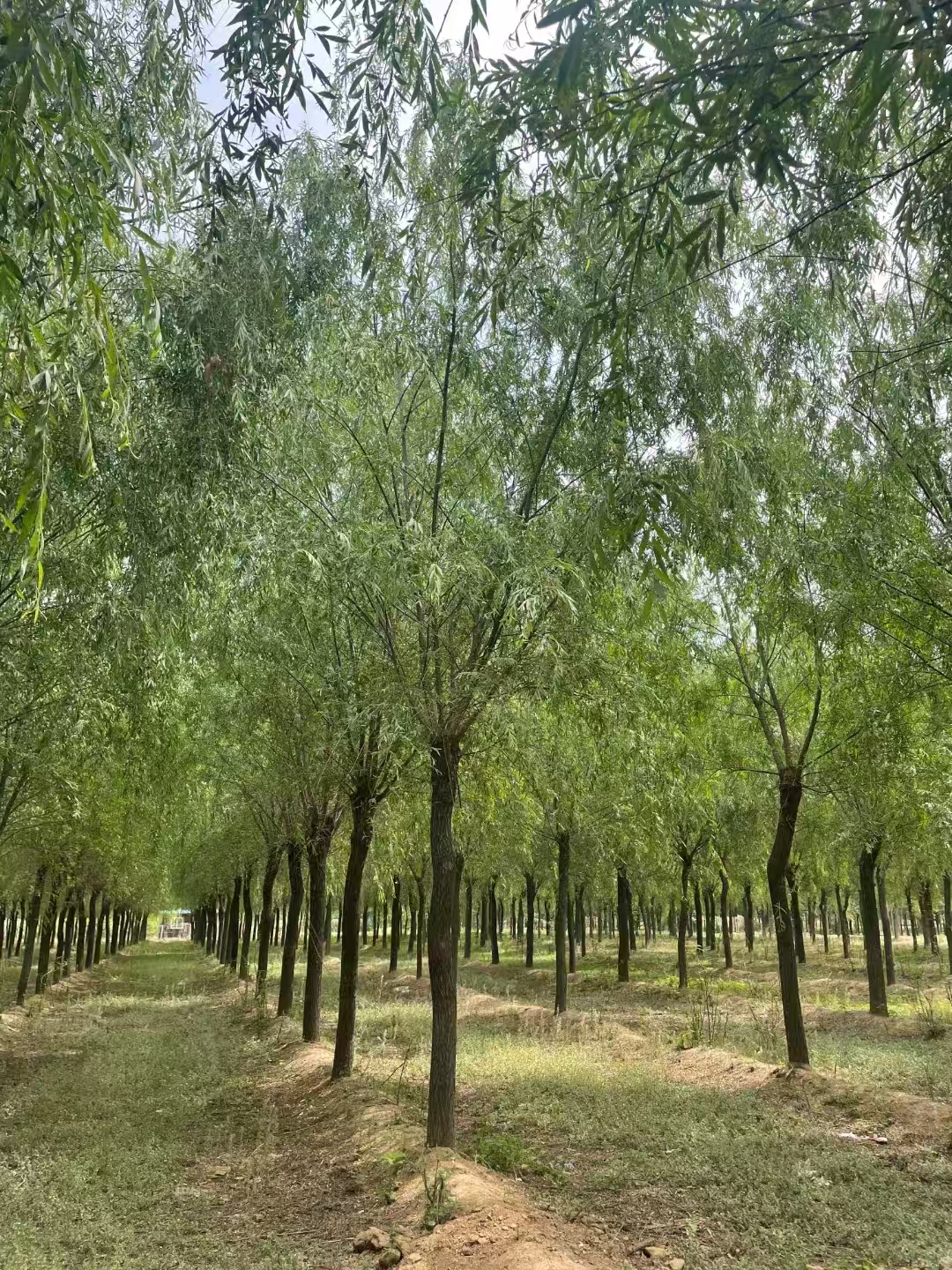 山東臨沂沂水垂柳苗圃基地  柳樹苗基地