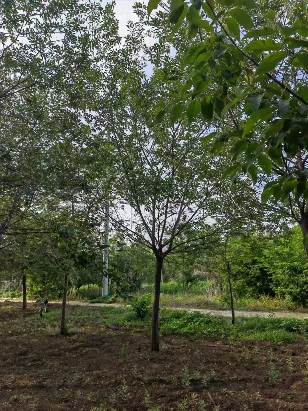 河北承德鷹手營子礦區(qū)叢生樸樹基地批發(fā) 叢生樸樹基地