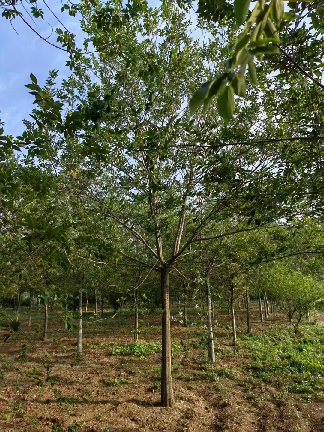 河北張家口張北叢生樸樹(shù)苗木基地 叢生樸樹(shù)基地