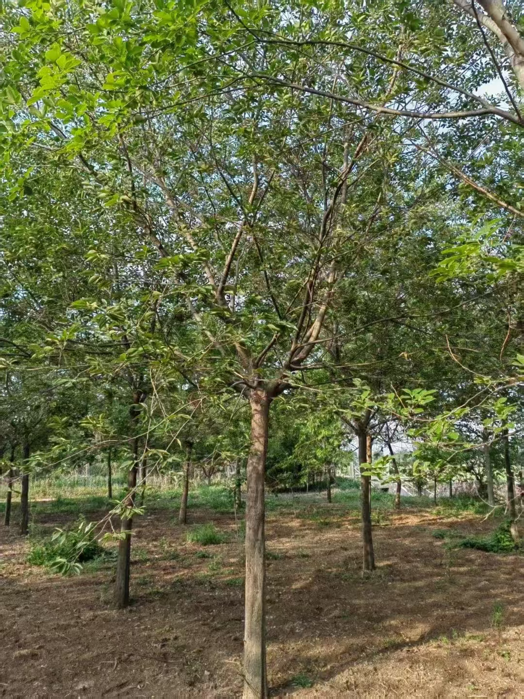 河北承德鷹手營子礦區(qū)叢生樸樹基地批發(fā) 叢生樸樹基地