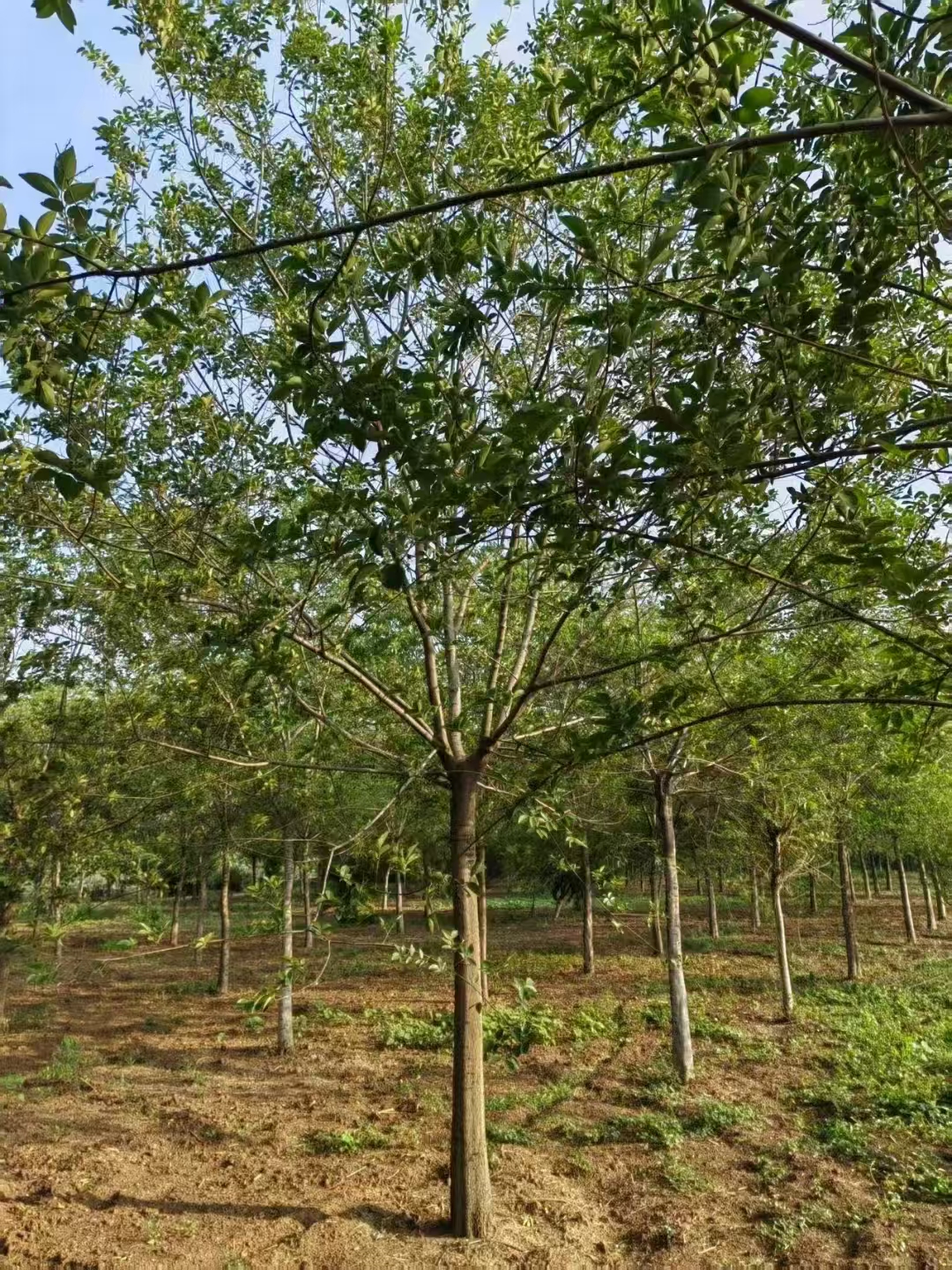 河北衡水饒陽叢生樸樹苗木基地 叢生樸樹基地