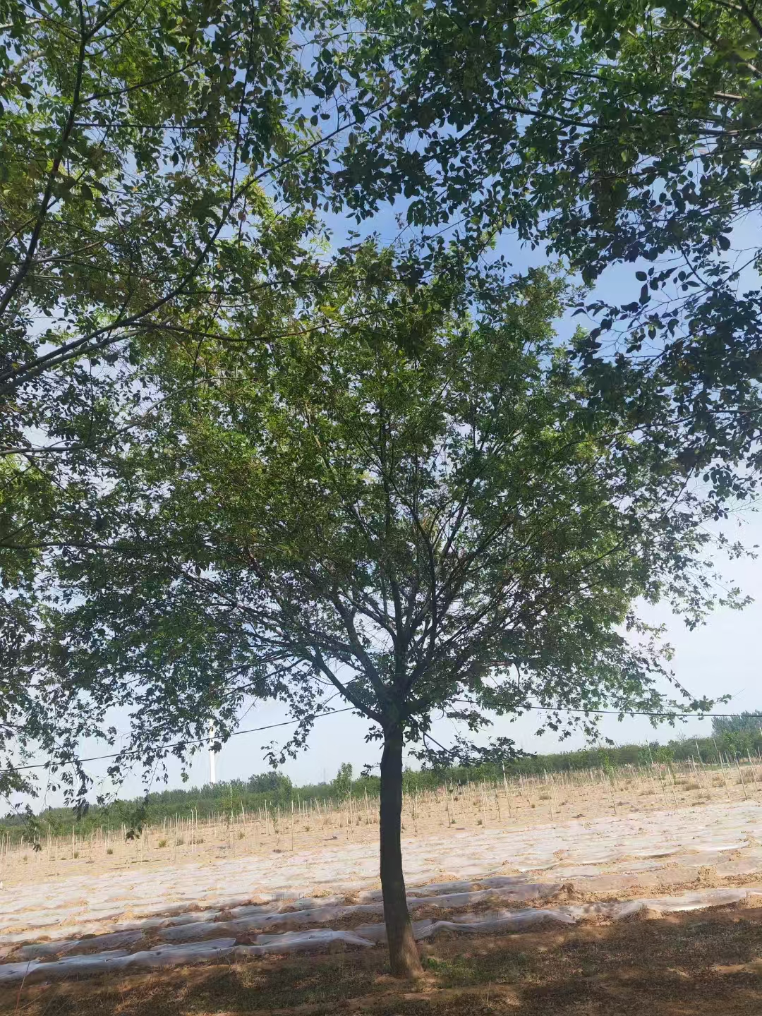河北張家口叢生樸樹(shù)基地批發(fā) 叢生樸樹(shù)基地