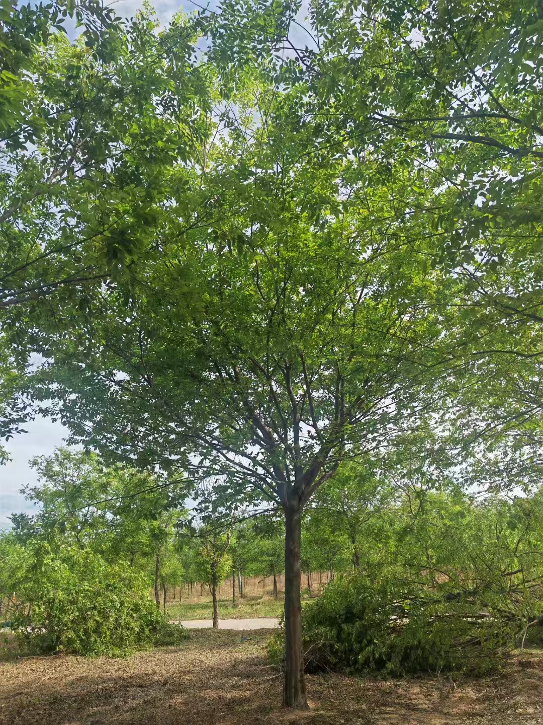 河北張家口叢生樸樹(shù)基地批發(fā) 叢生樸樹(shù)基地