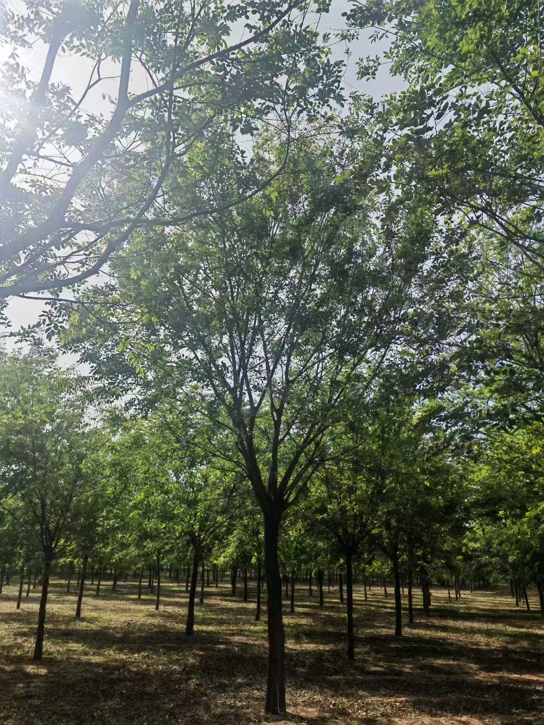 河北崇禮區(qū)樸樹基地批發(fā) 樸樹基地
