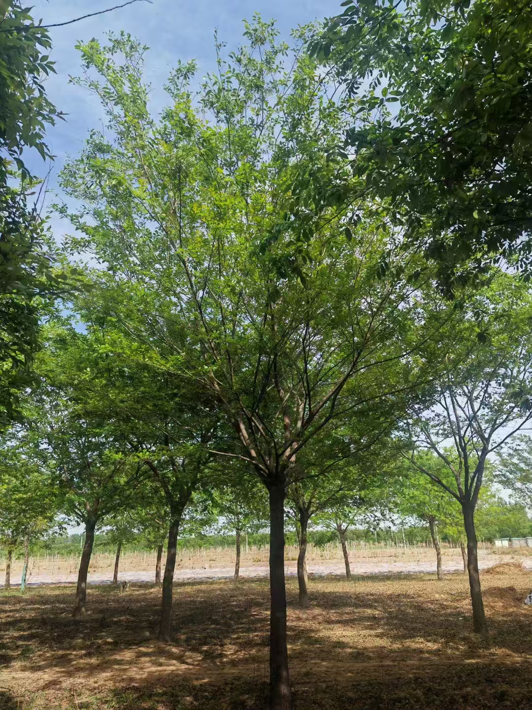 河北張家口赤城叢生樸樹苗圃基地 樸樹基地