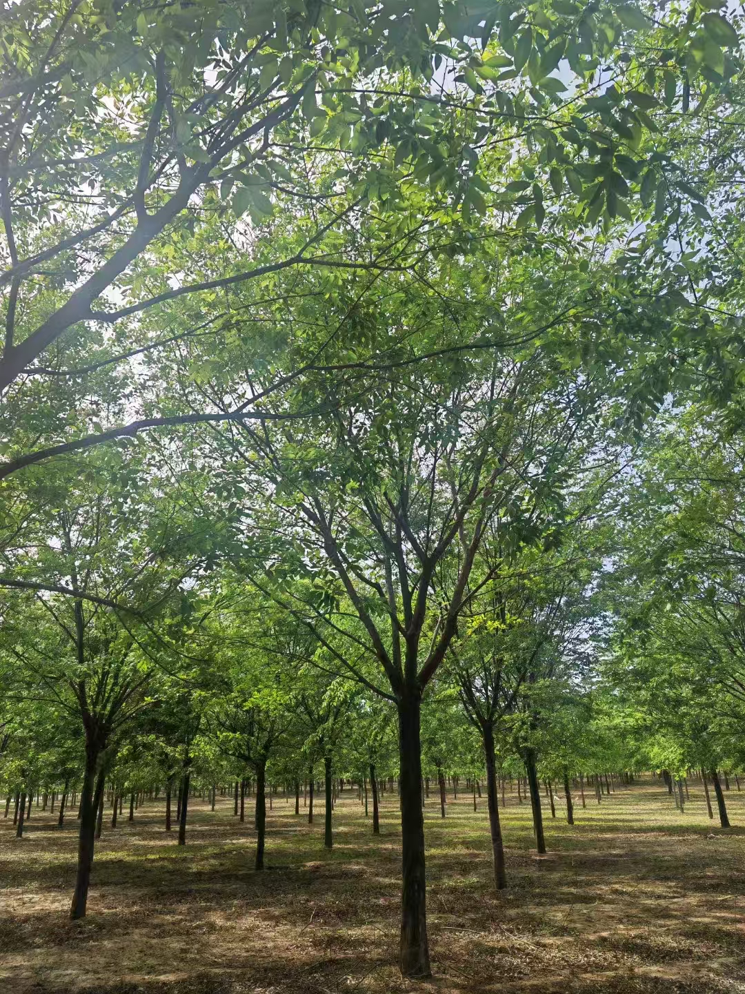 河北崇禮區(qū)樸樹基地批發(fā) 樸樹基地