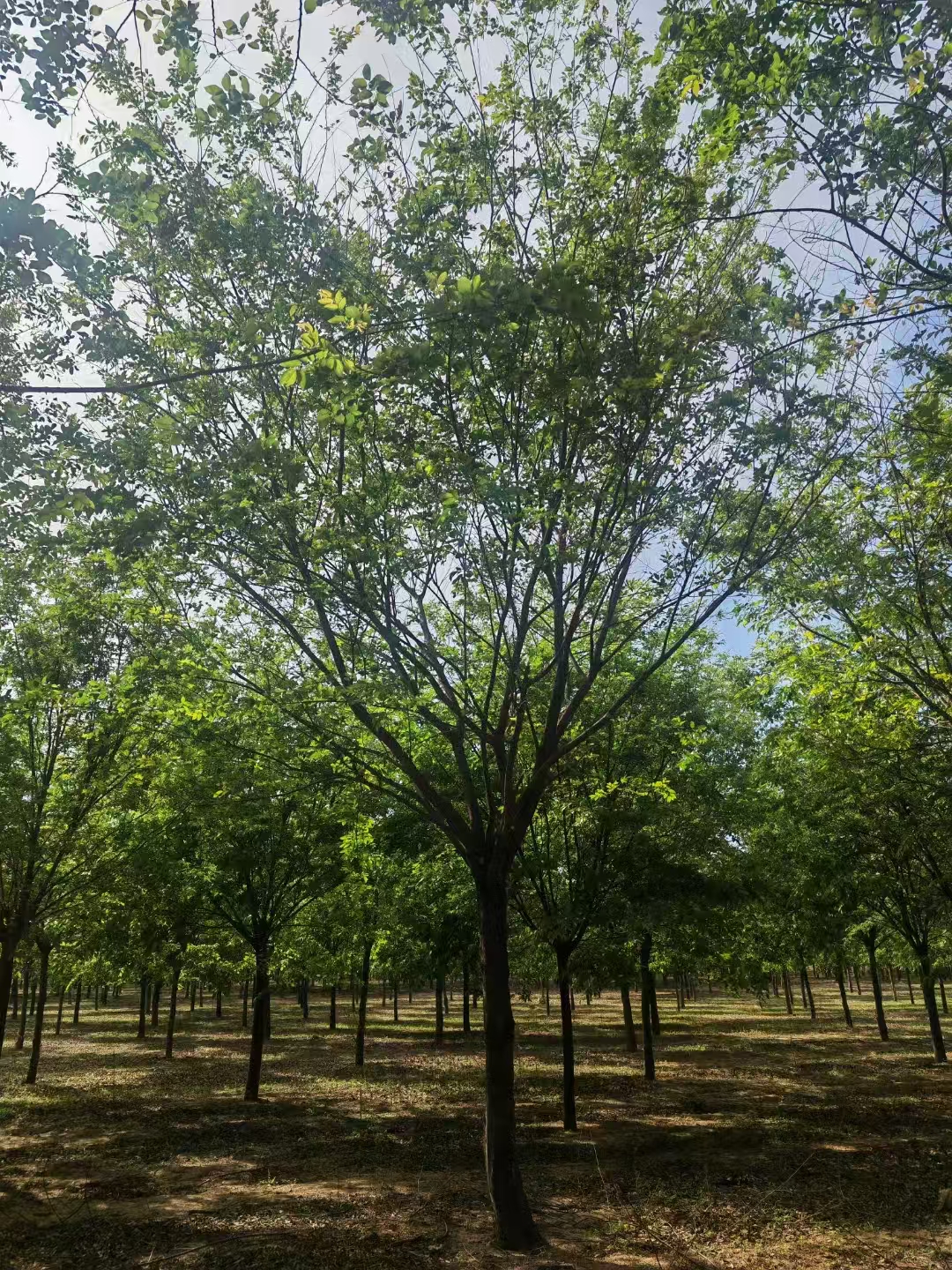 河北張家口叢生樸樹(shù)基地批發(fā) 叢生樸樹(shù)基地