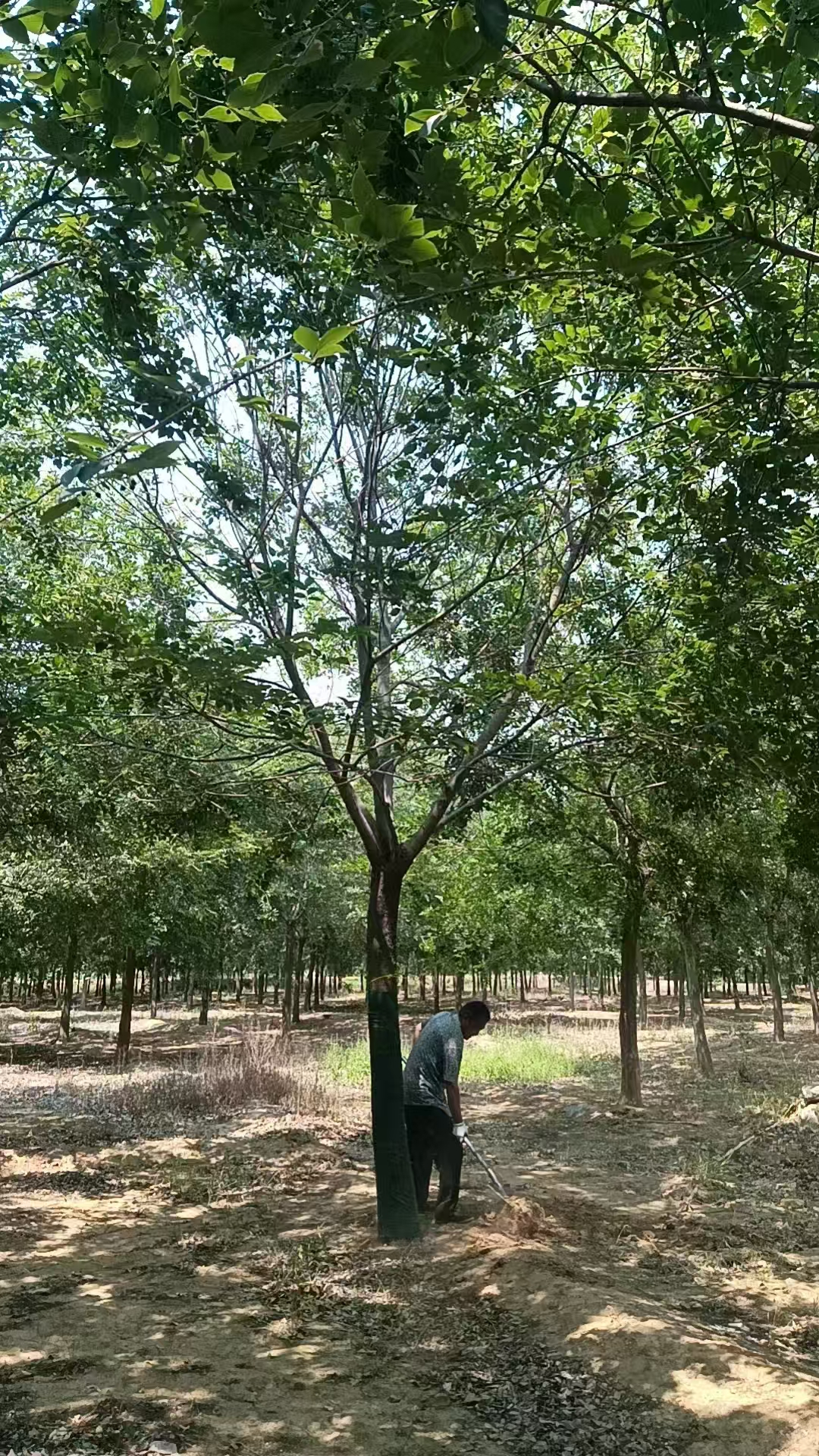 河北衡水饒陽叢生樸樹苗木基地 叢生樸樹基地