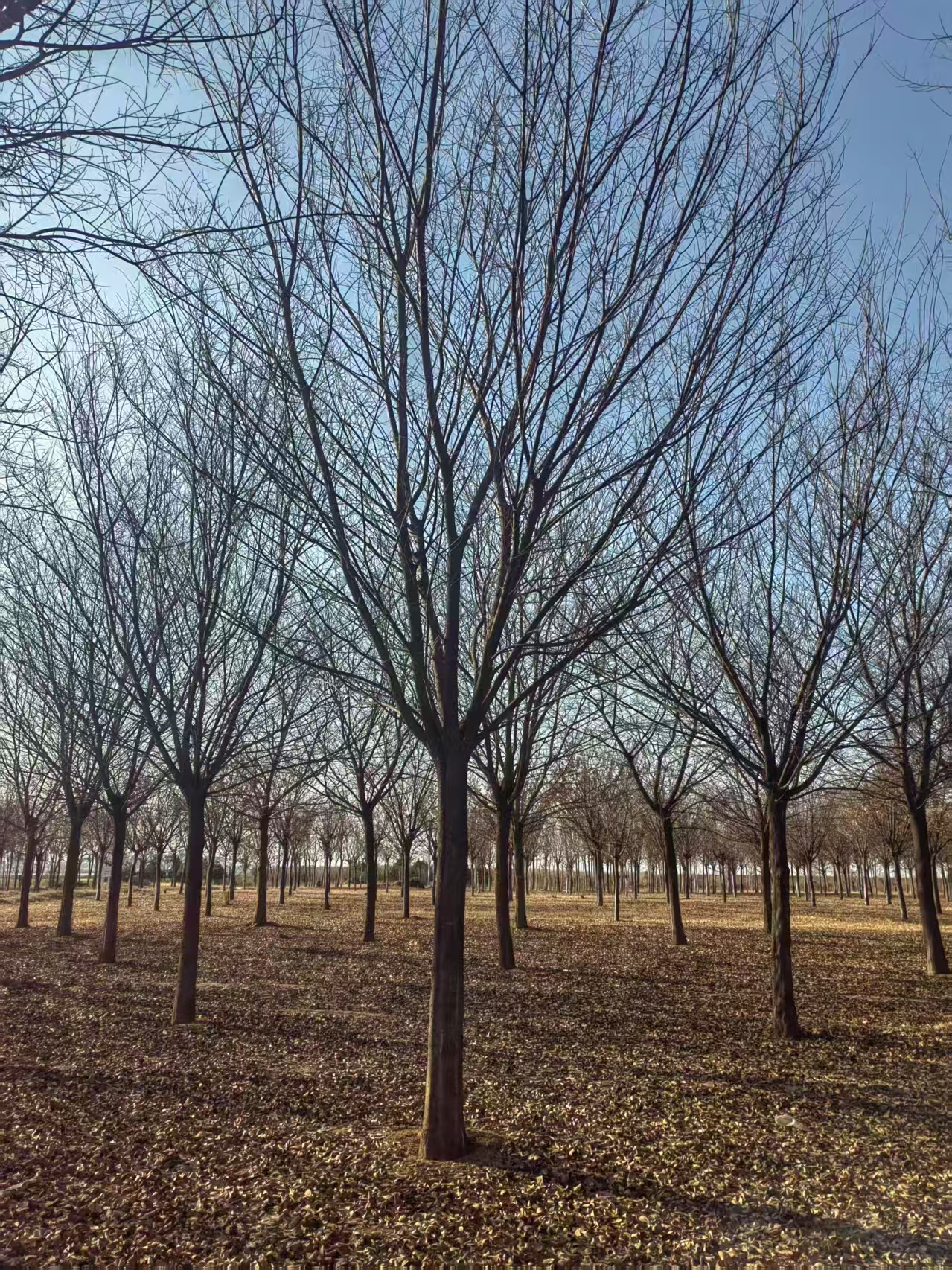 河北承德鷹手營子礦區(qū)叢生樸樹基地批發(fā) 叢生樸樹基地
