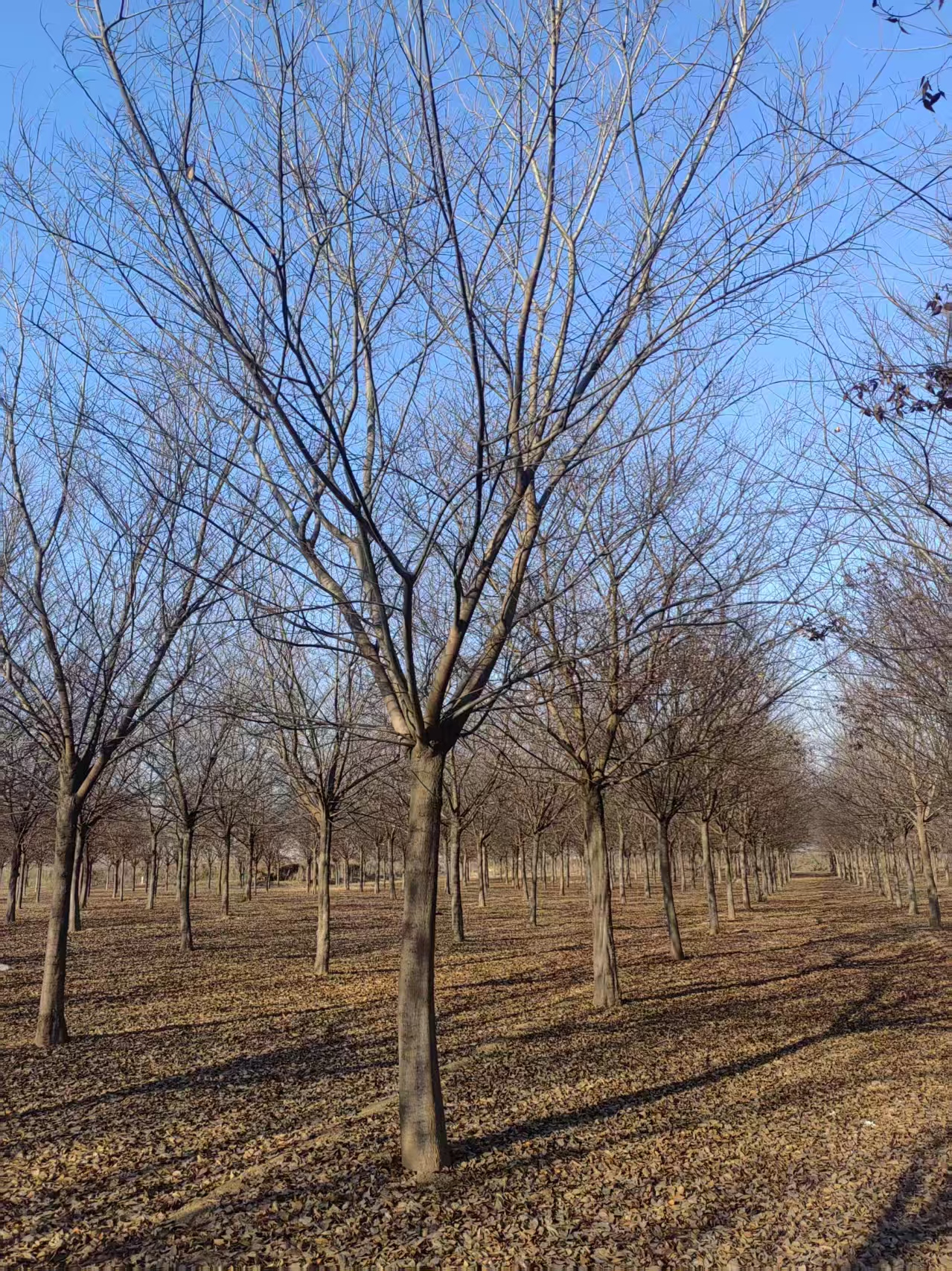 河北崇禮區(qū)樸樹基地批發(fā) 樸樹基地