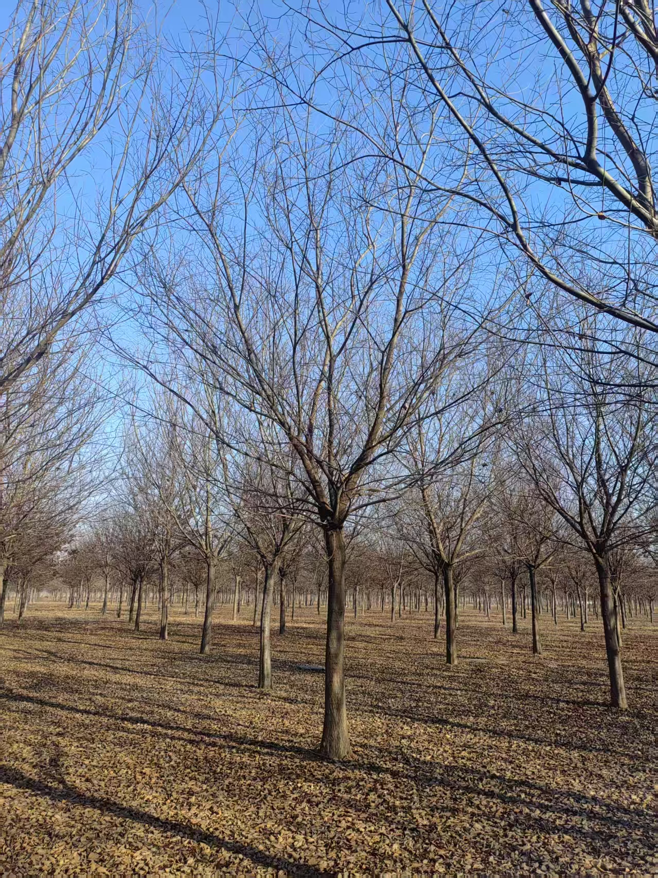 河北崇禮區(qū)樸樹基地批發(fā) 樸樹基地