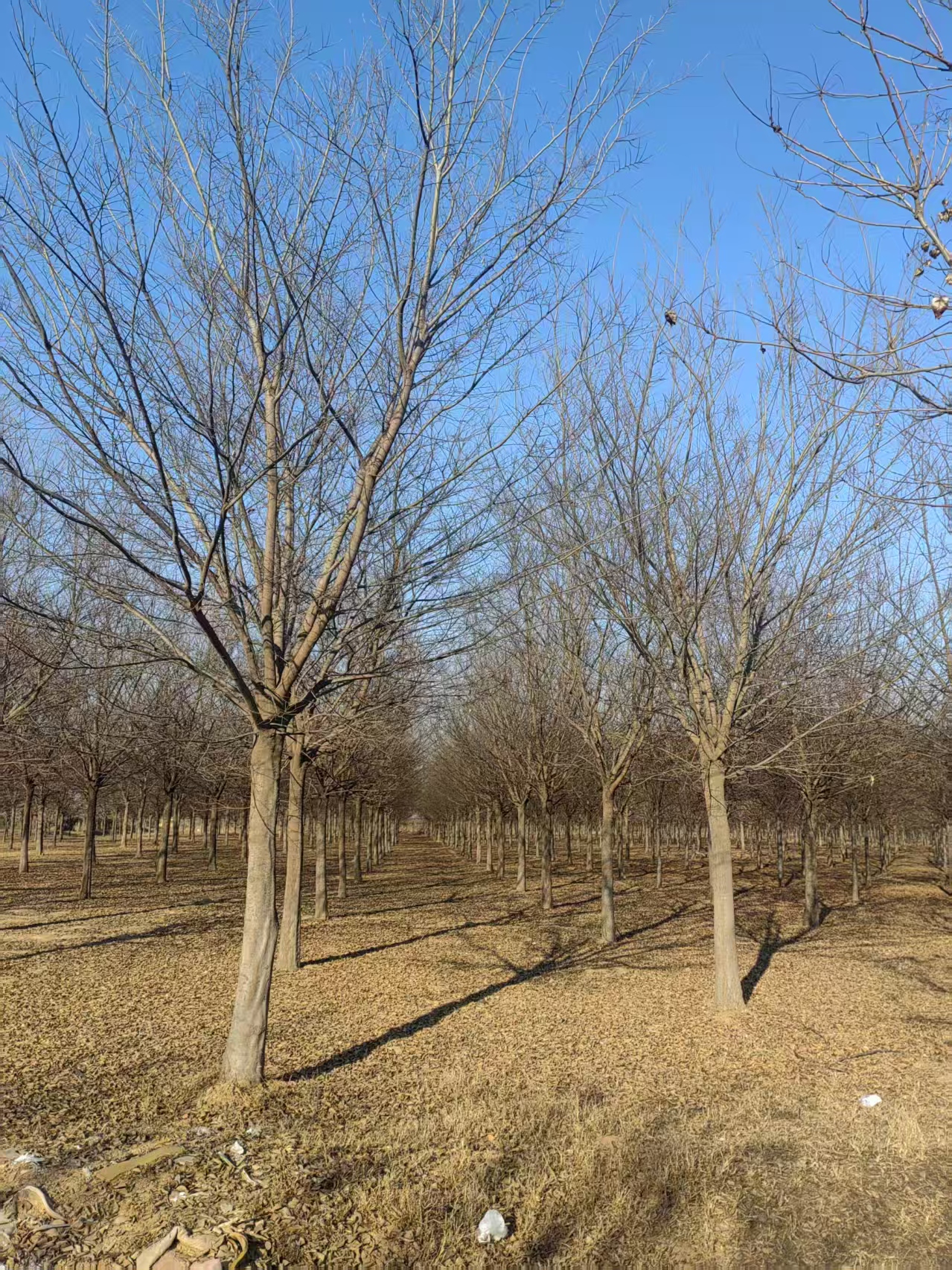 河北曲周樸樹種植基地 樸樹基地
