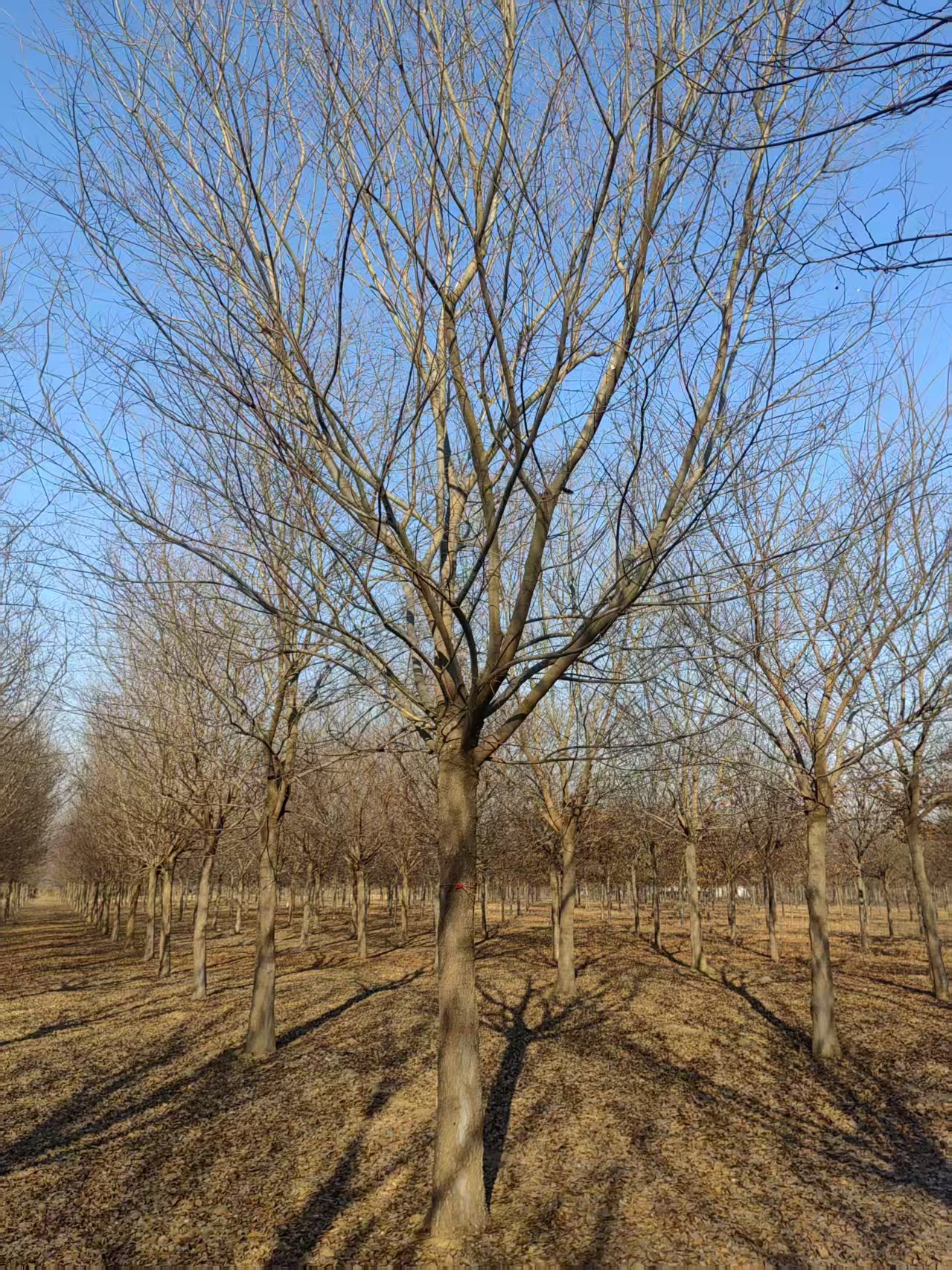 河北定興叢生樸樹(shù)苗木基地 叢生樸樹(shù)基地
