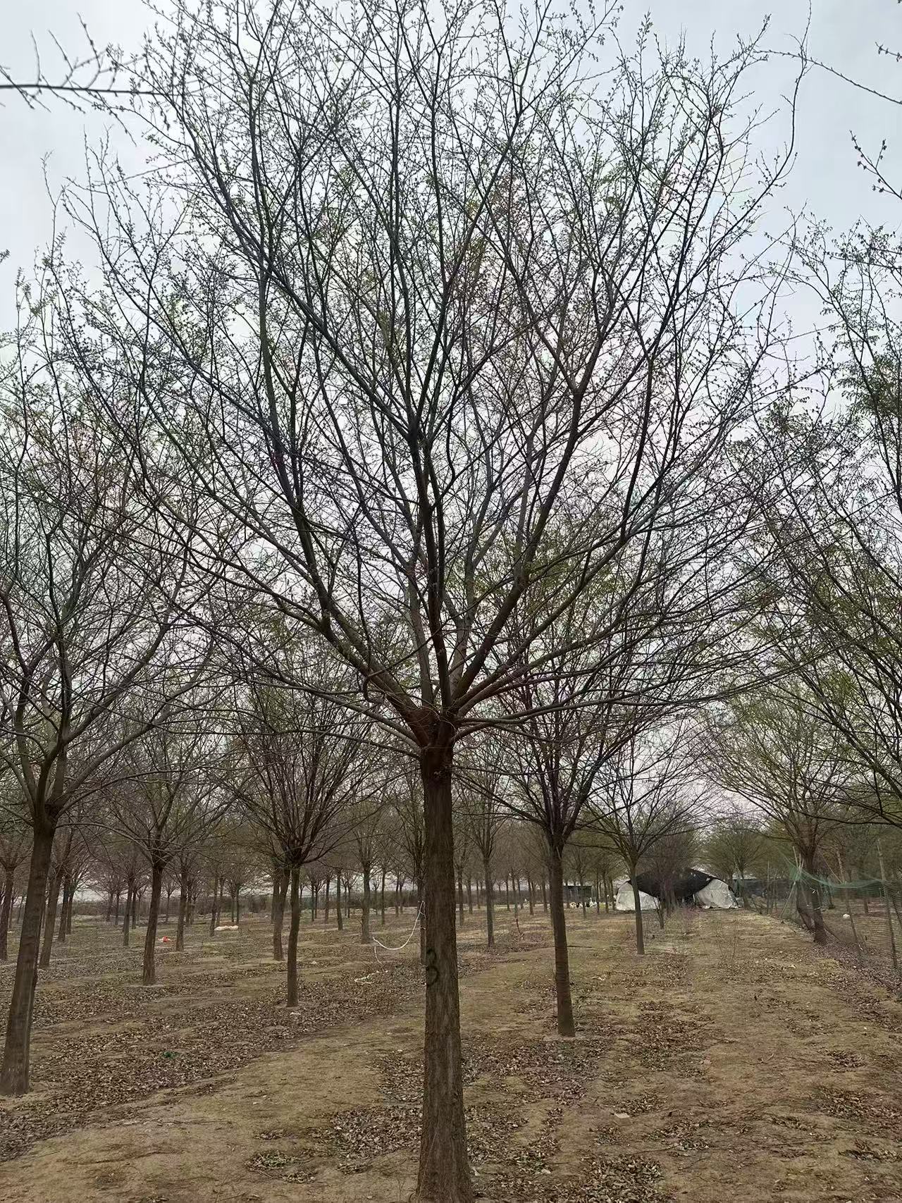 河北石家莊正定叢生樸樹種植基地 樸樹基地