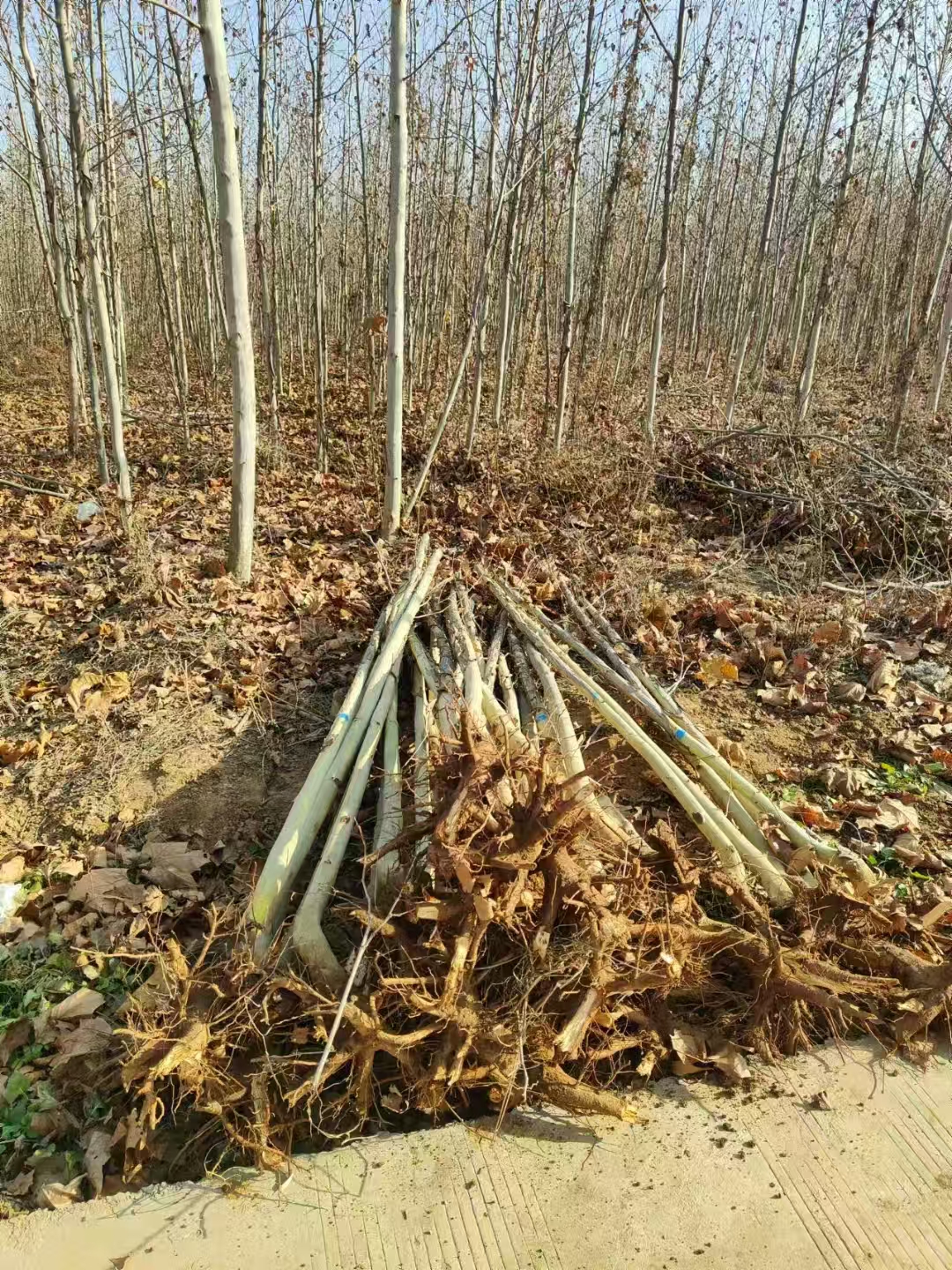 山西古縣法桐基地批發(fā)二喬法桐基地廠家