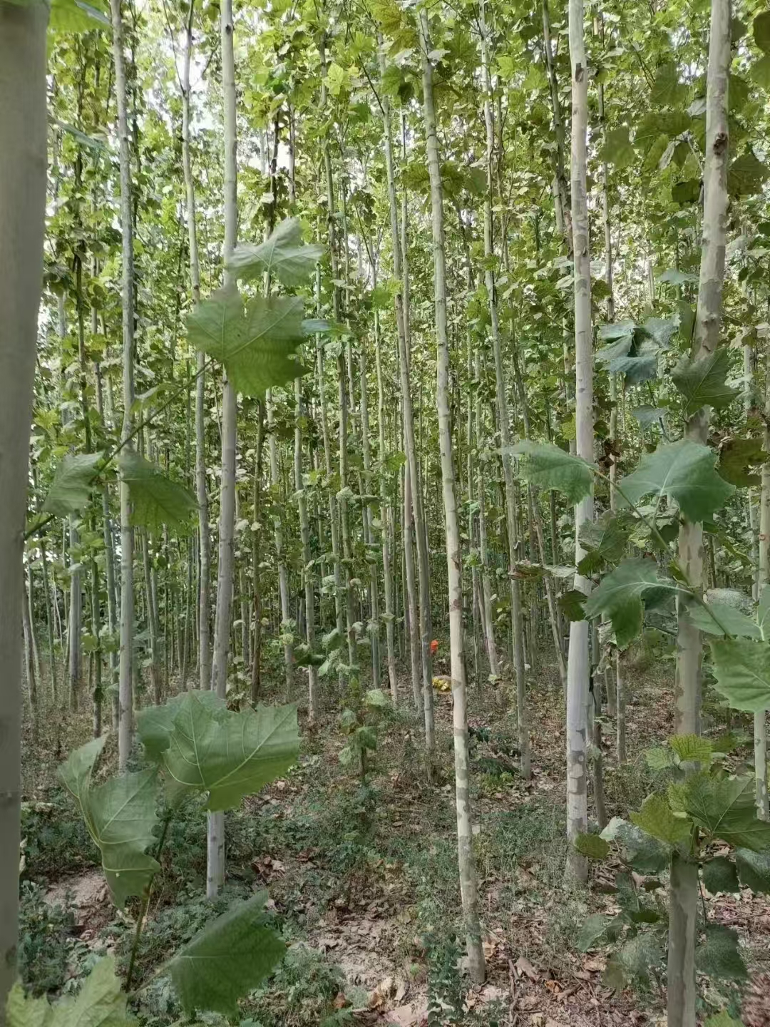 山西長(zhǎng)治黎城法桐基地批發(fā)二喬法桐基地歡迎您