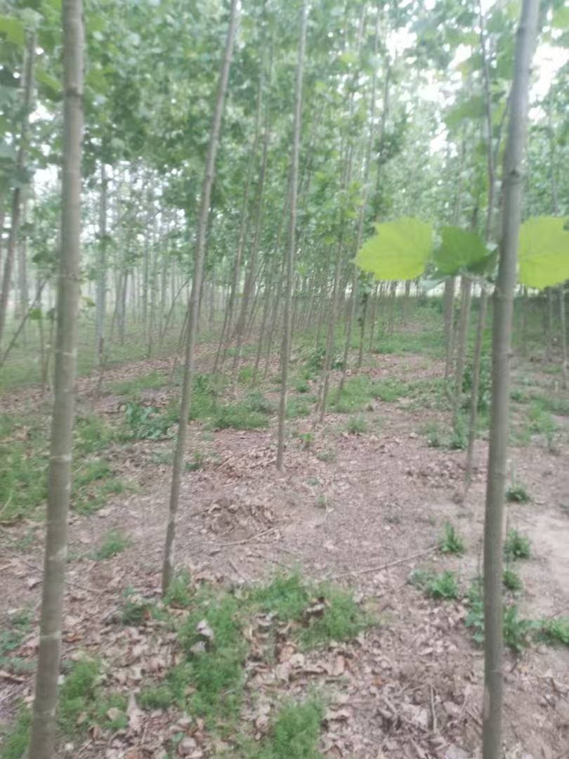 山西長(zhǎng)治黎城法桐基地批發(fā)二喬法桐基地歡迎您
