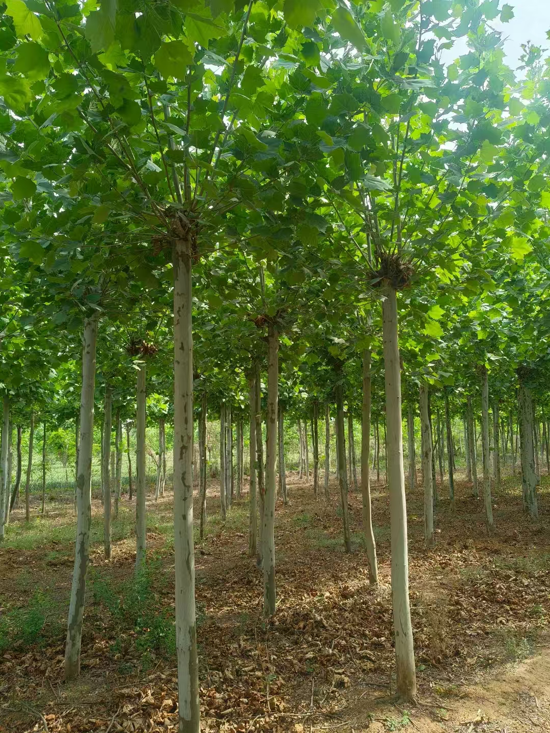山西清徐法桐基地批發(fā)二喬法桐基地廠家