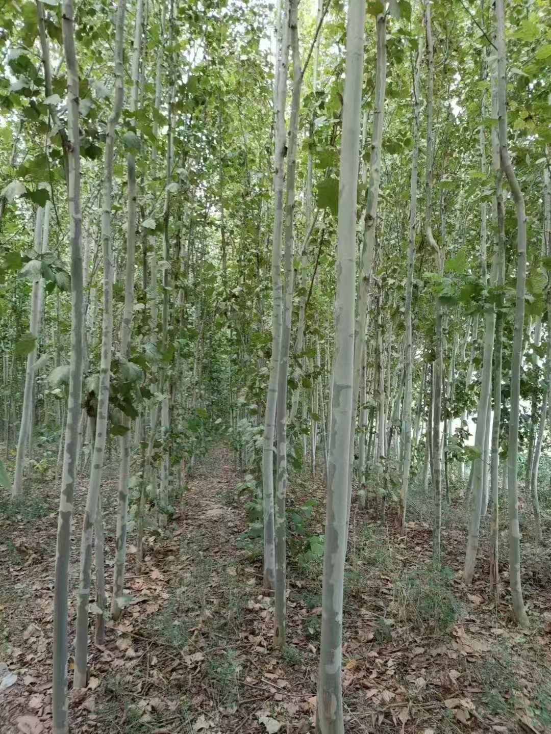 山西長(zhǎng)治黎城法桐基地批發(fā)二喬法桐基地歡迎您
