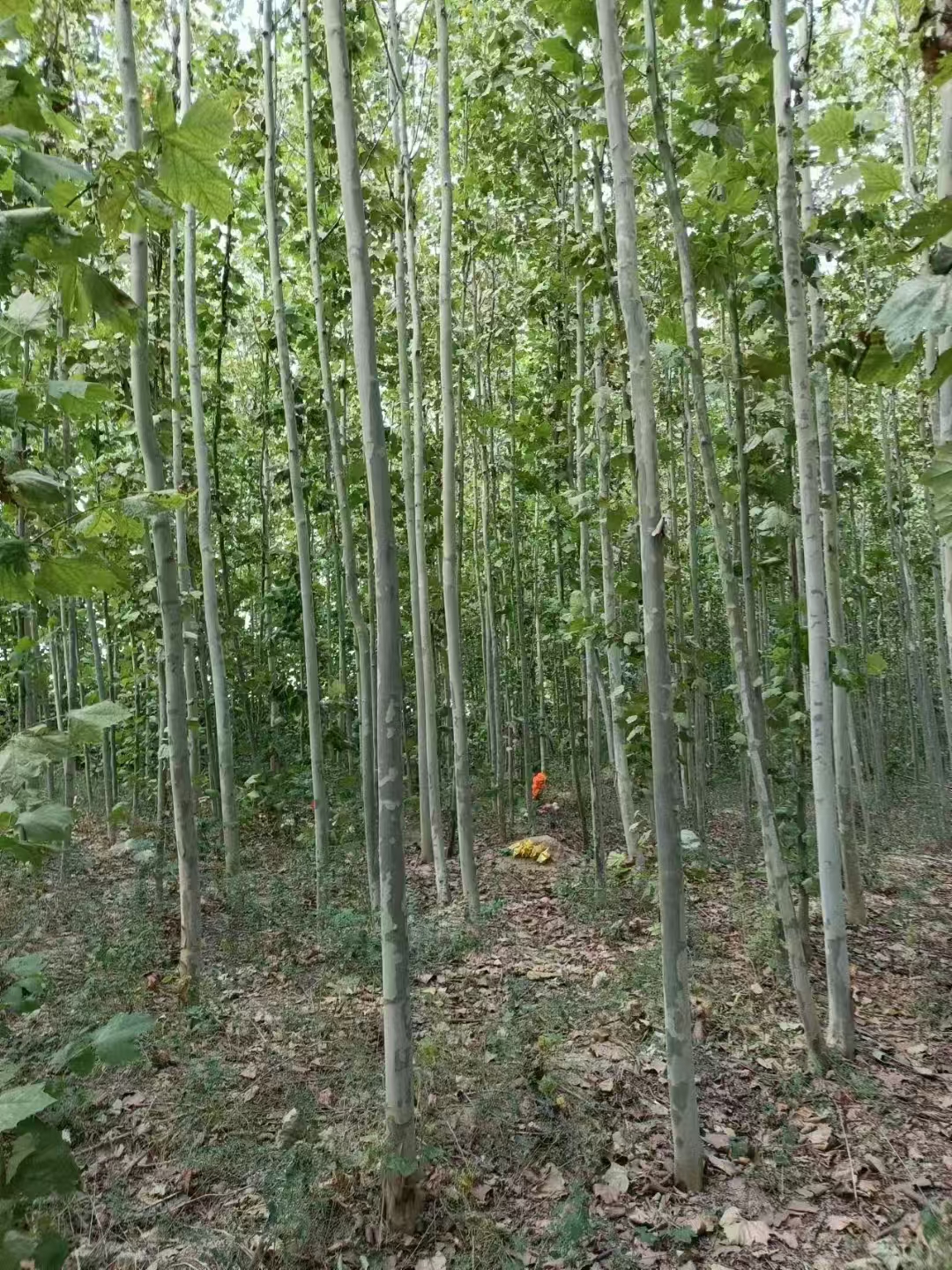 山東芝罘區法桐樹苗基地